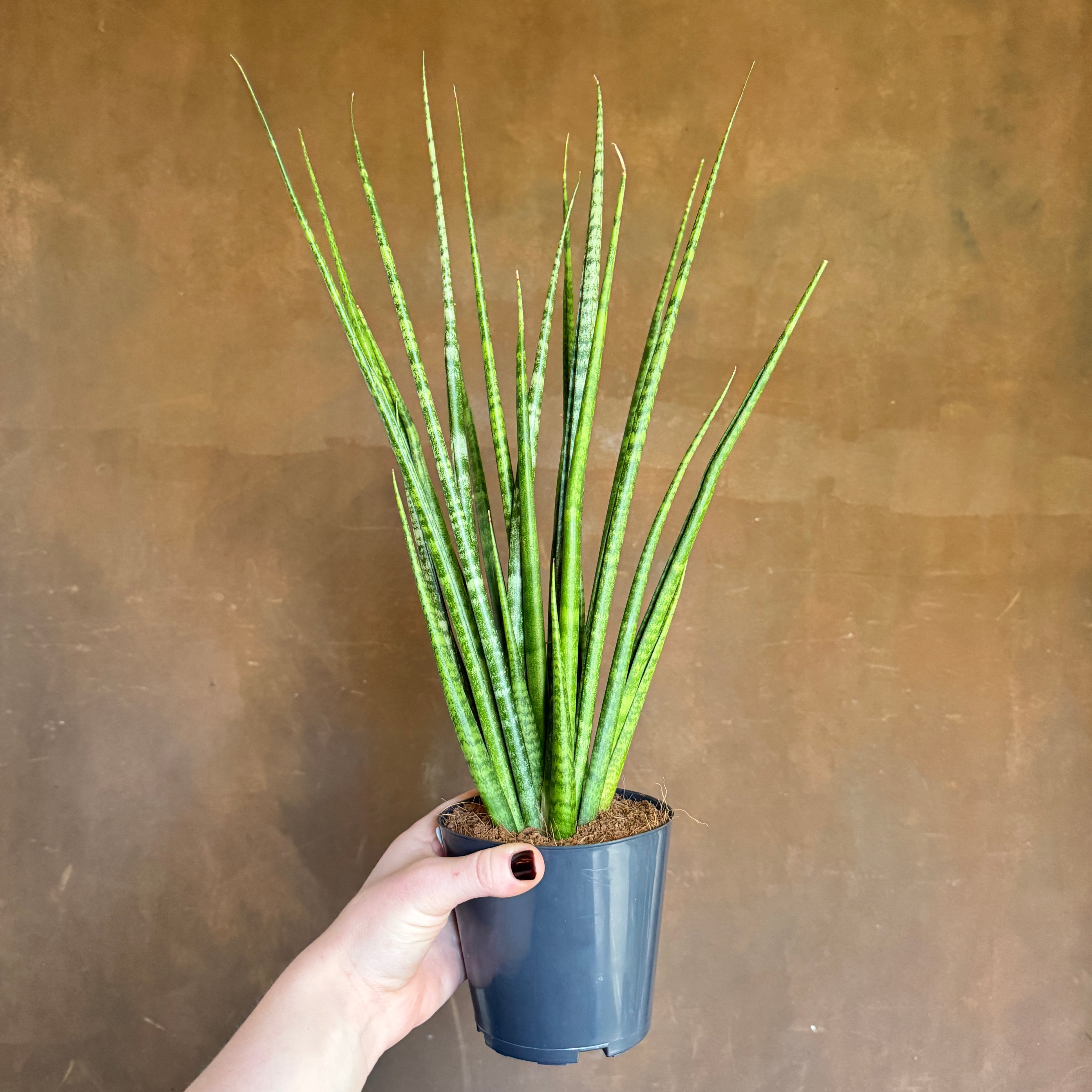 Sansevieria cylindrica 'Digitorum'