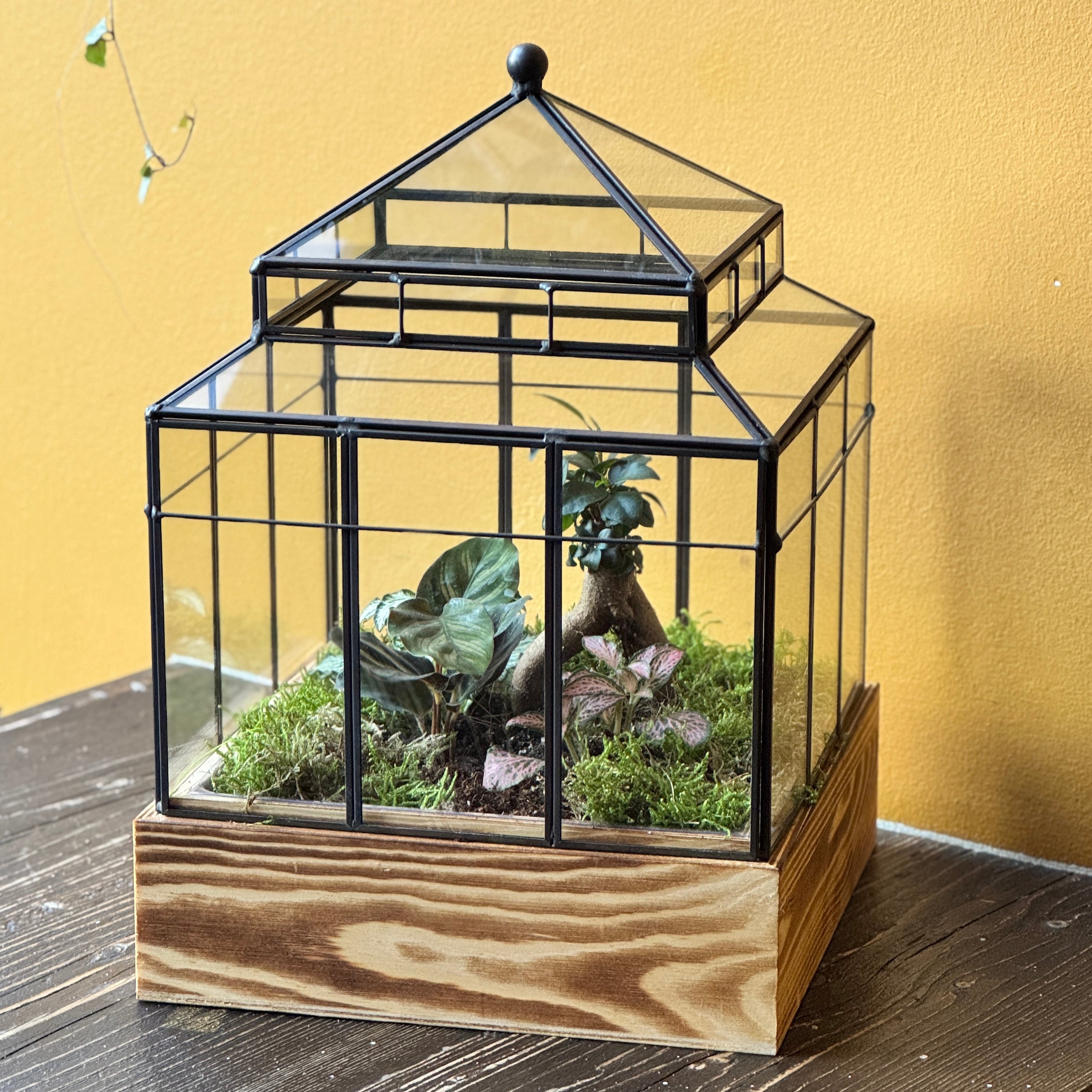 Wardian Case Terrarium