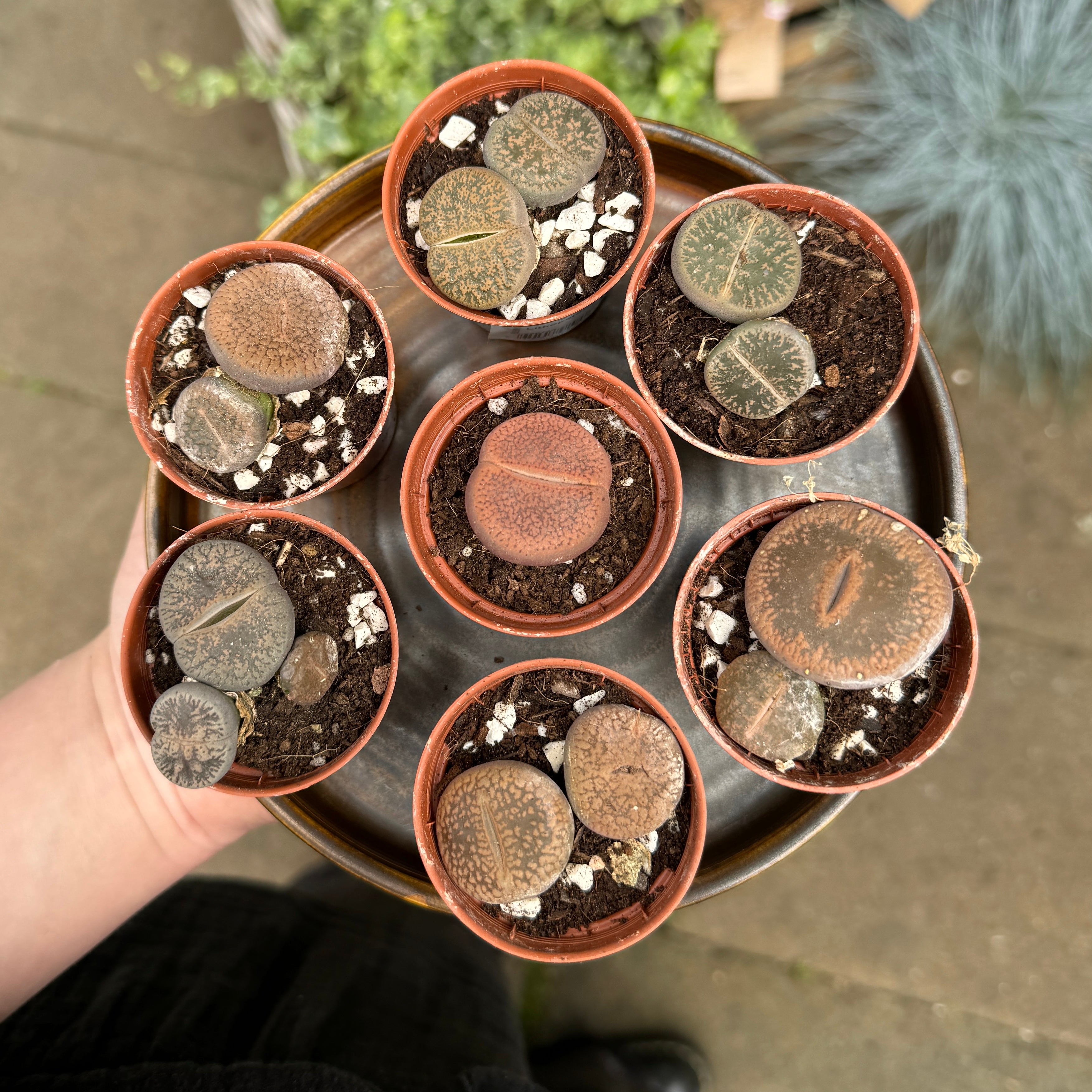 Lithops (Lucky Dip)