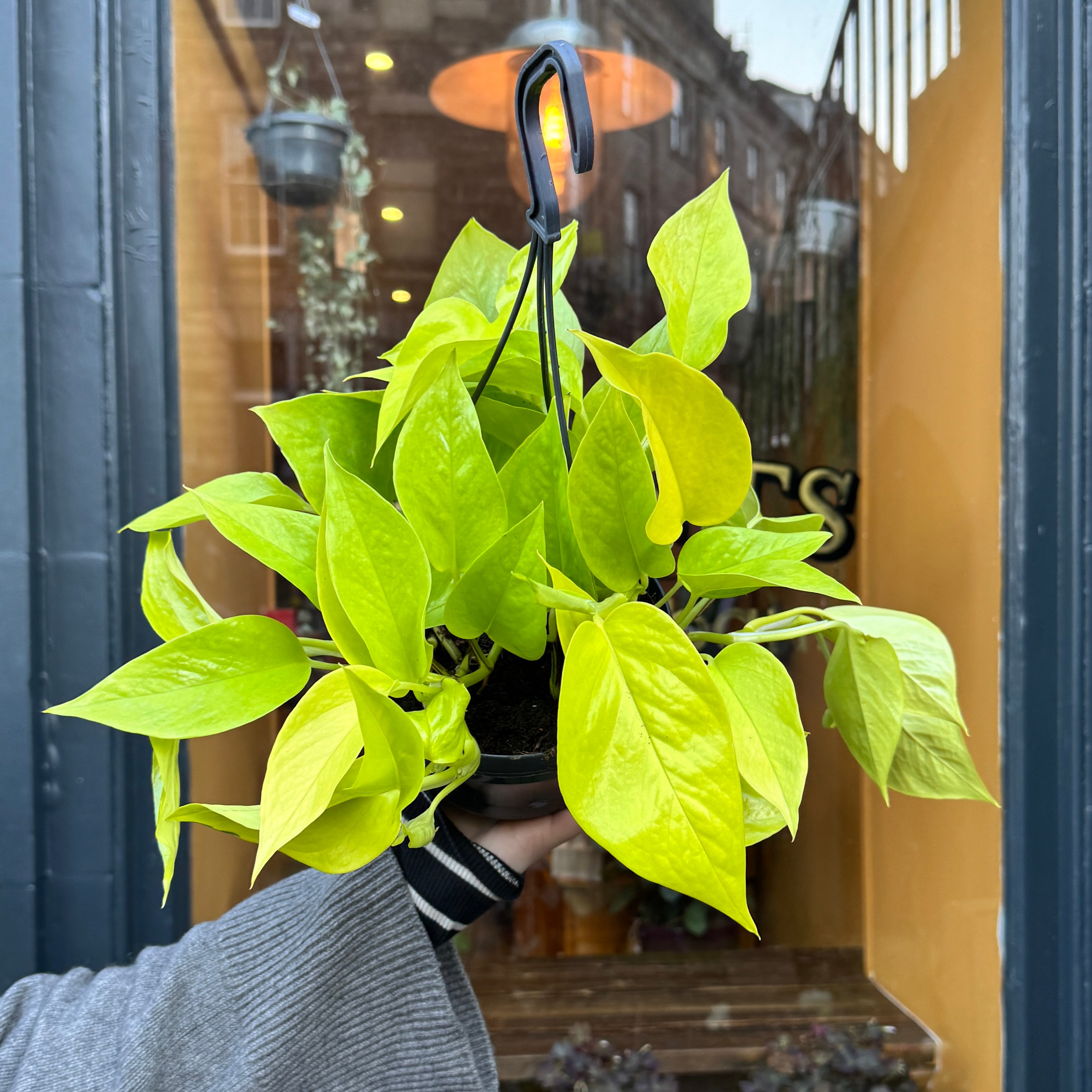 Epipremnum ‘Neon’ (hangpot)