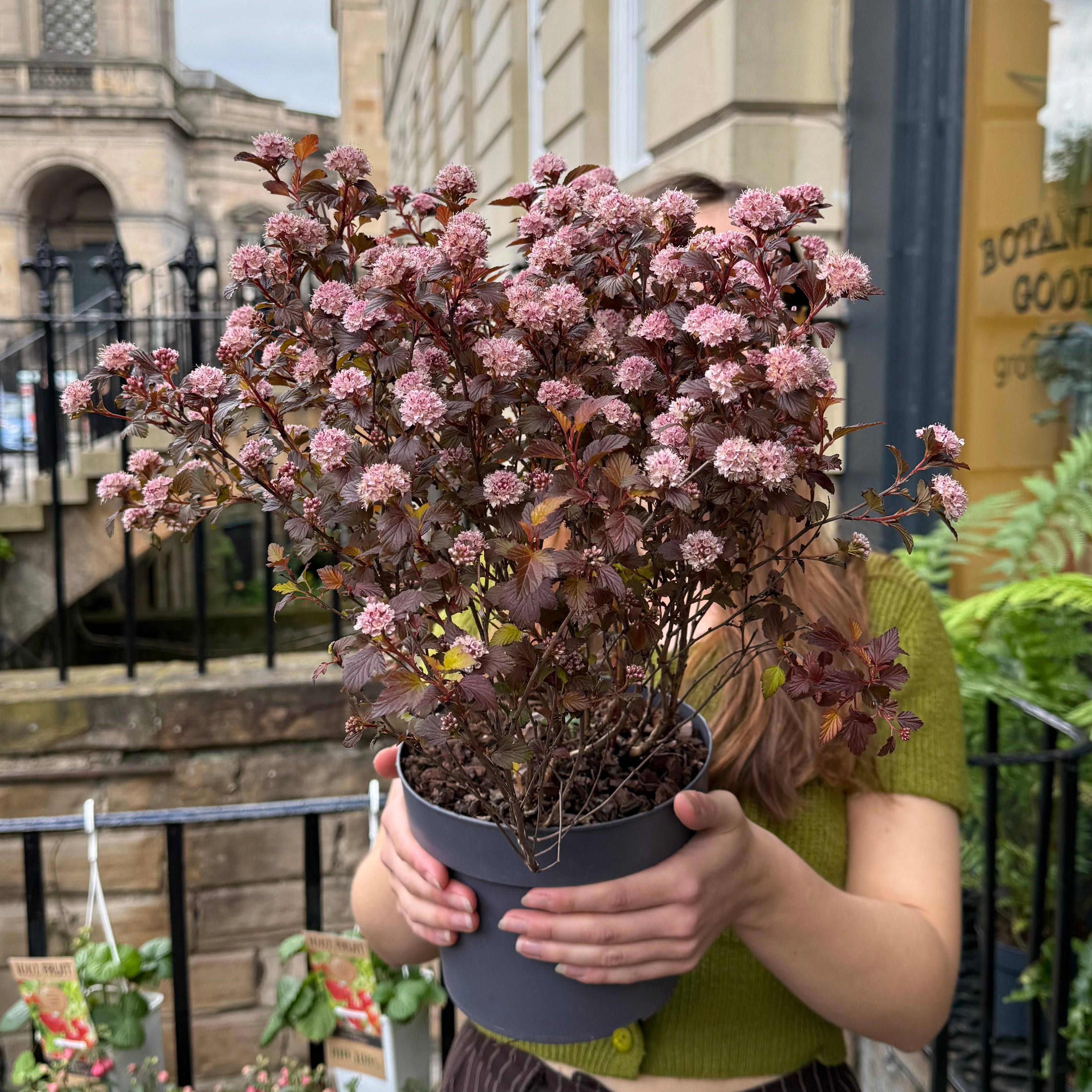 Physocarpus ‘Sweet Cherry Tea’