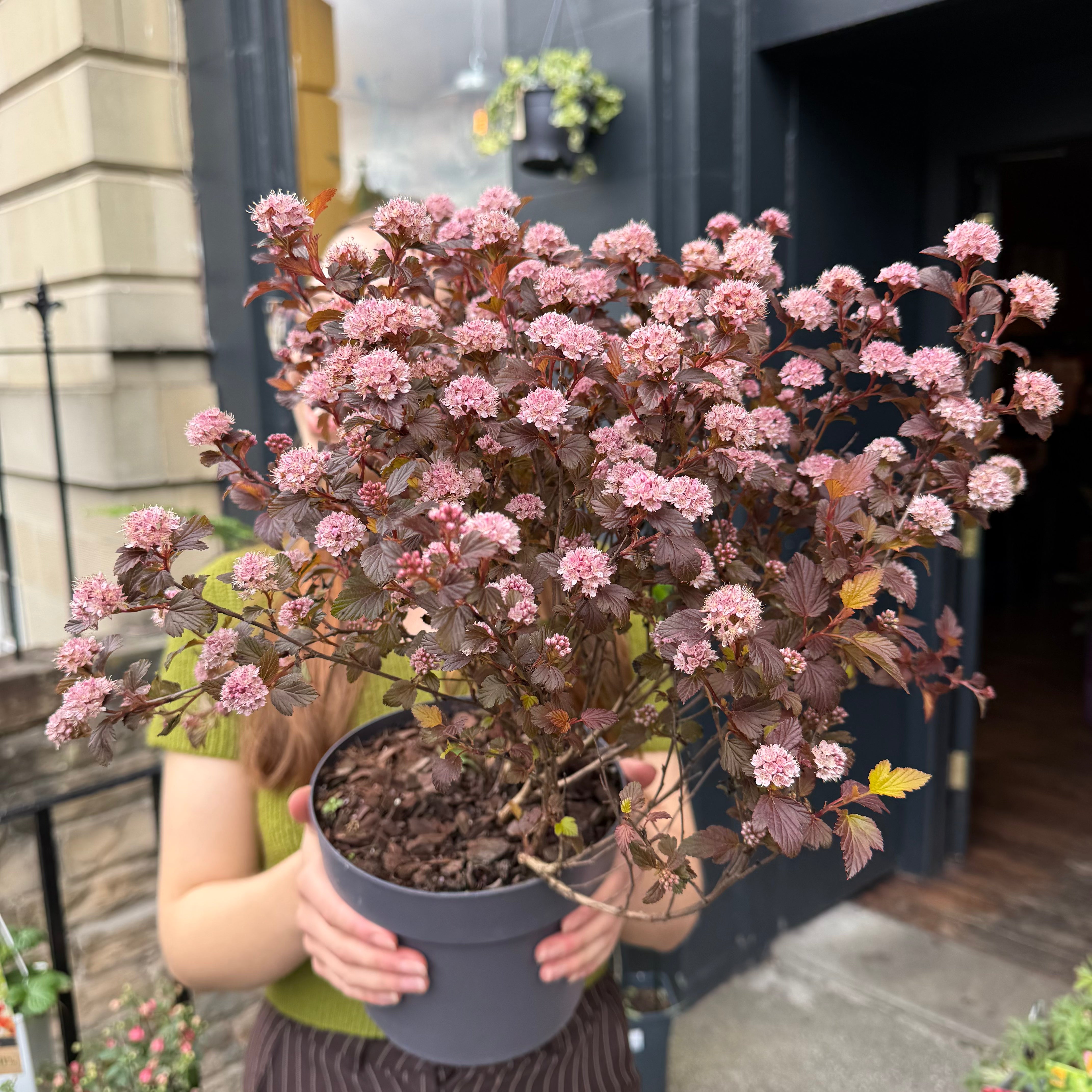 Physocarpus ‘Sweet Cherry Tea’