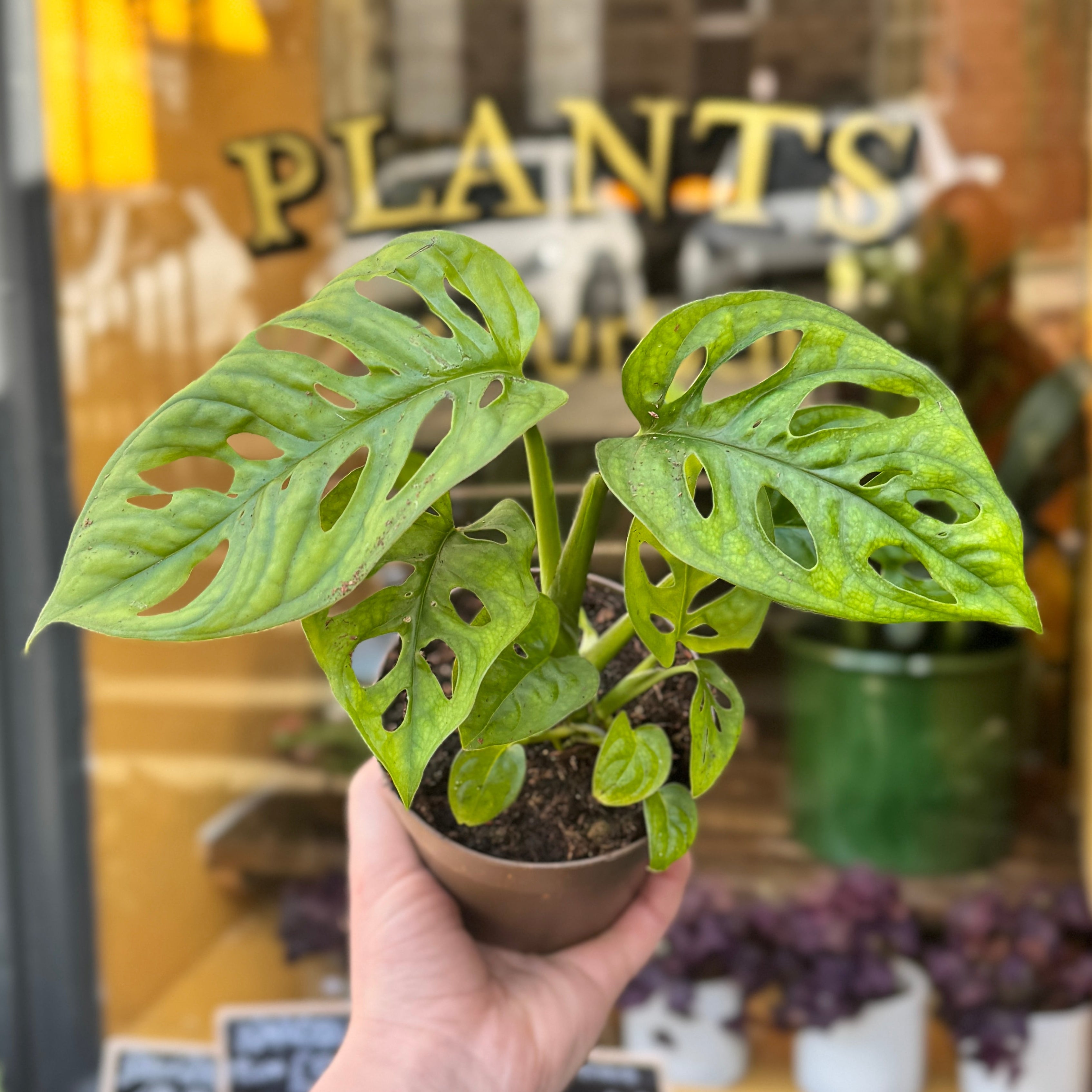 Monstera adansonii (11cm pot)