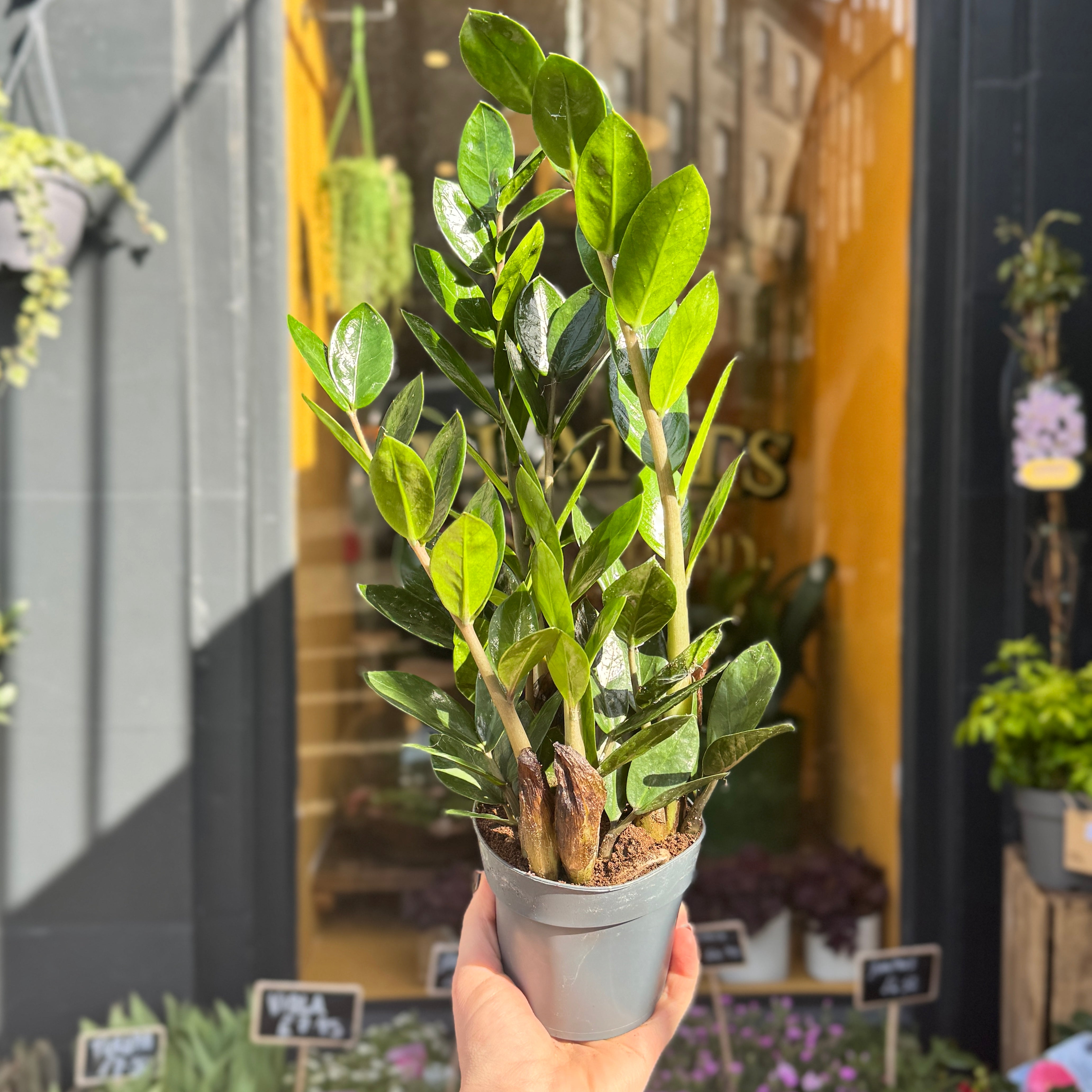 Zamioculcas zamiifolia ‘Lima’