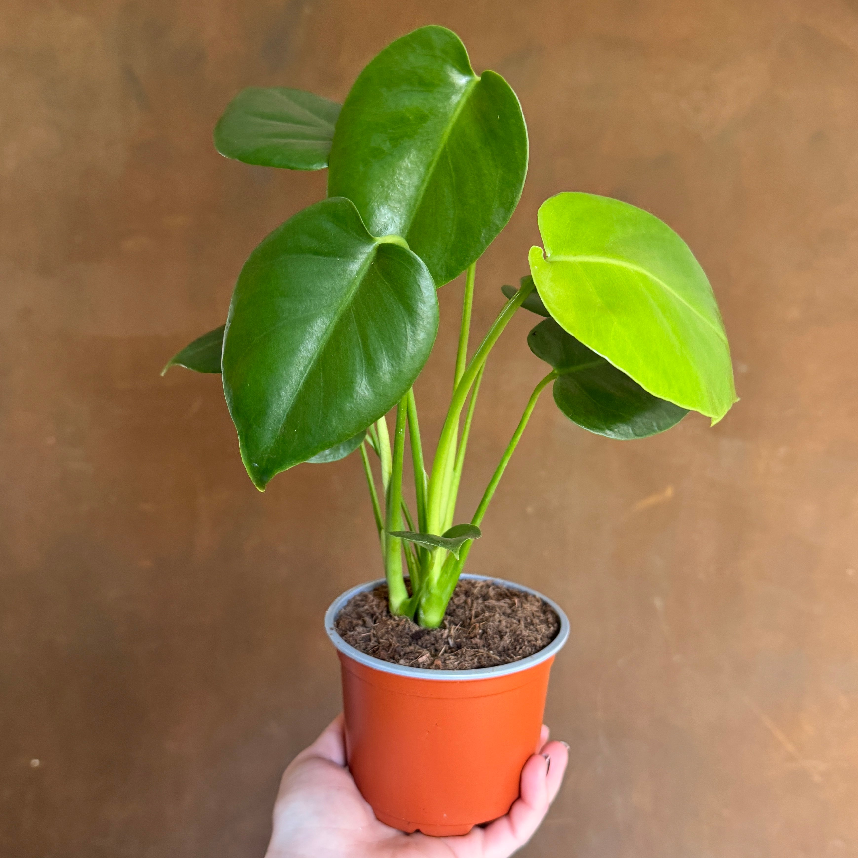 Monstera deliciosa (12cm pot)