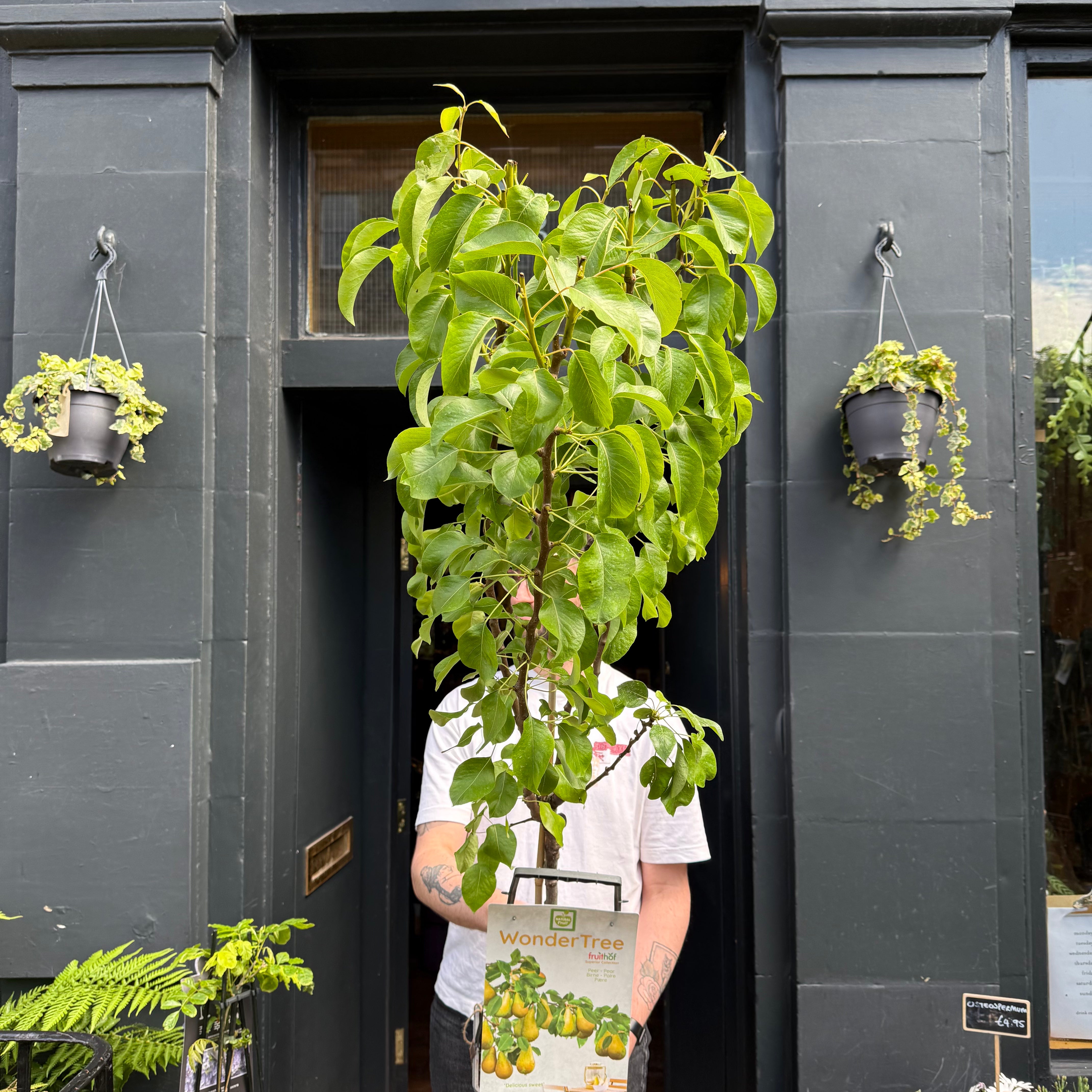 Pyrus communis ‘Conference’