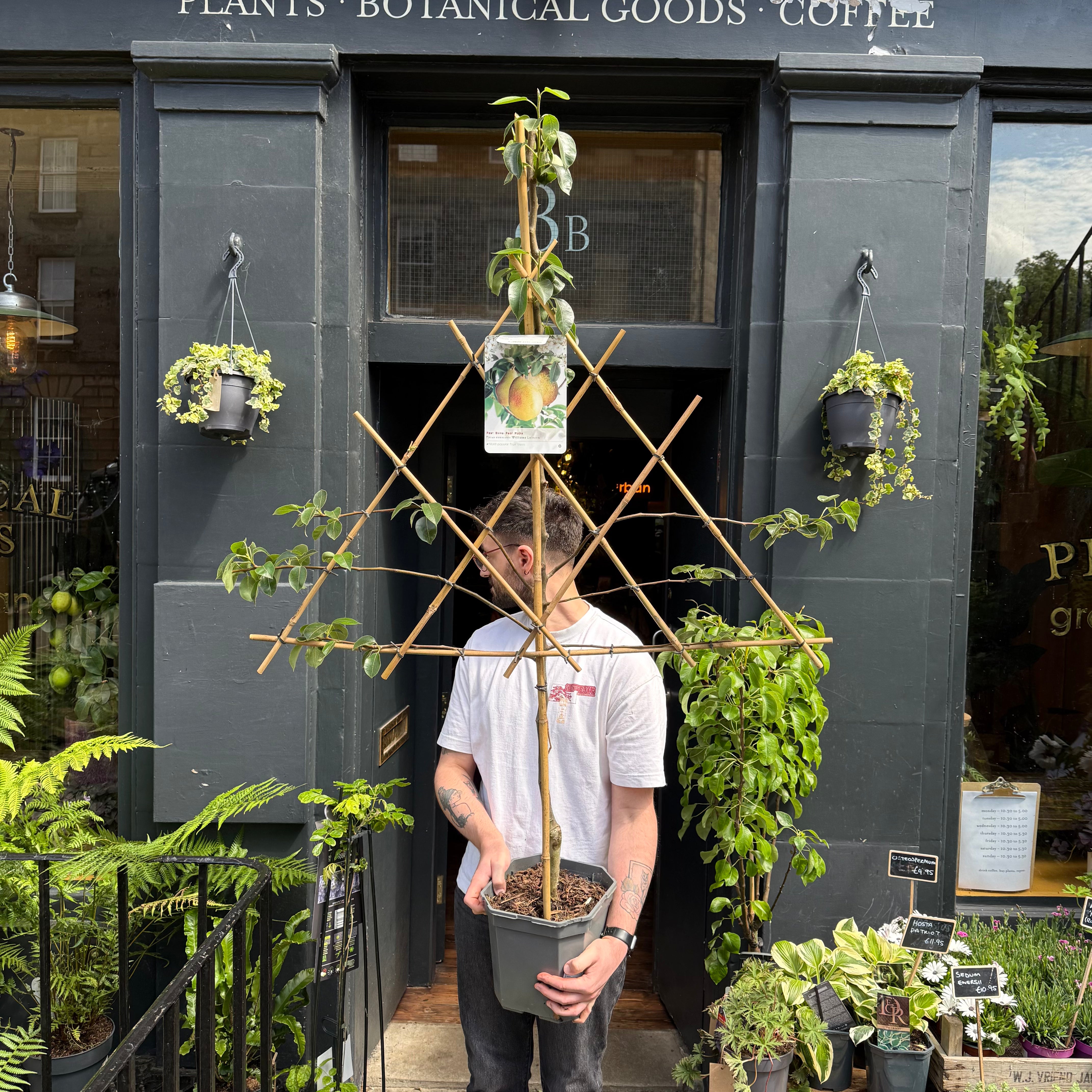 Pyrus communis ‘Williams’ | Espalier