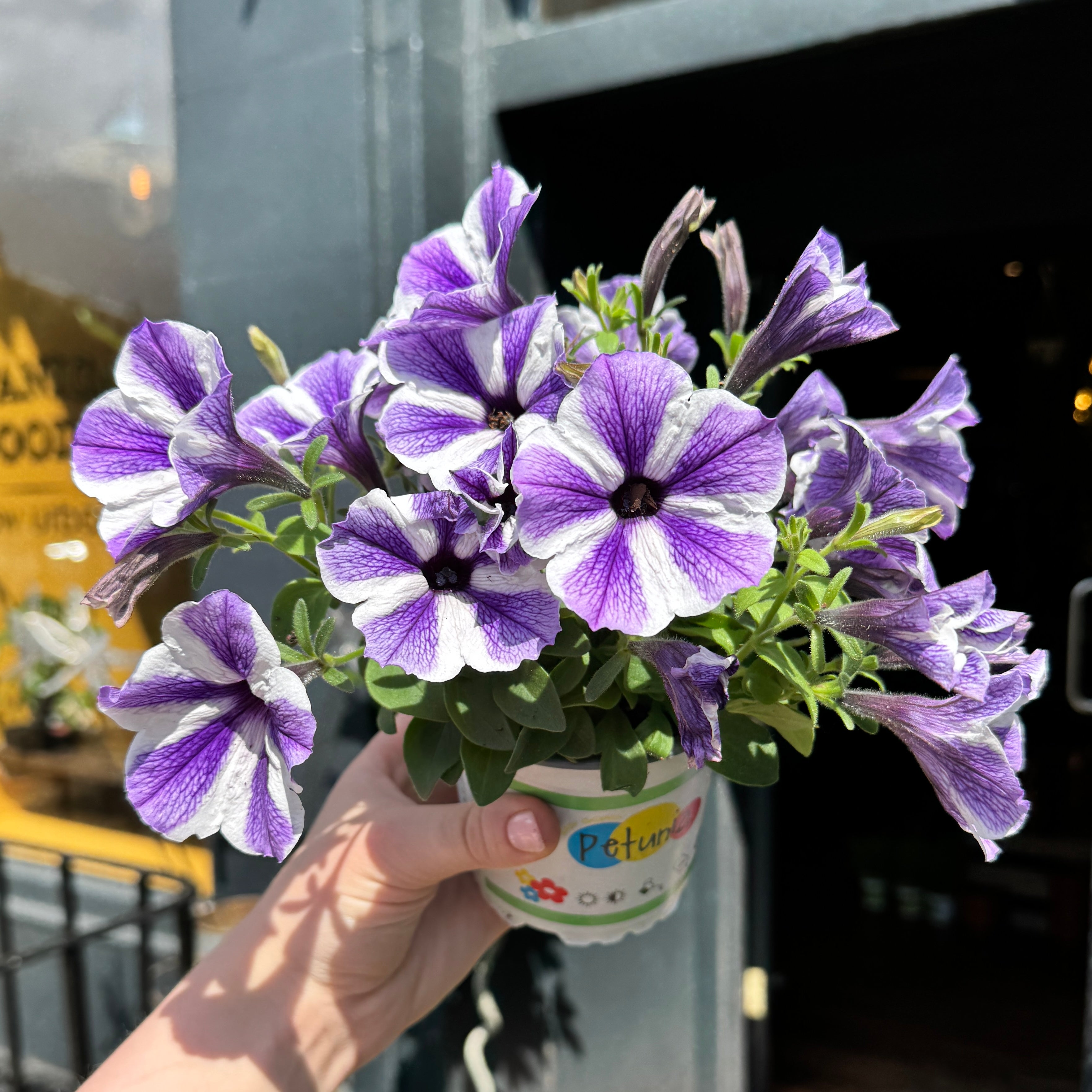 Petunia 'Starfish'