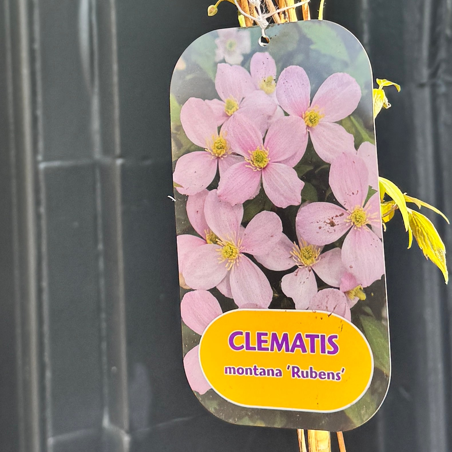 Clematis montana ‘Rubens’