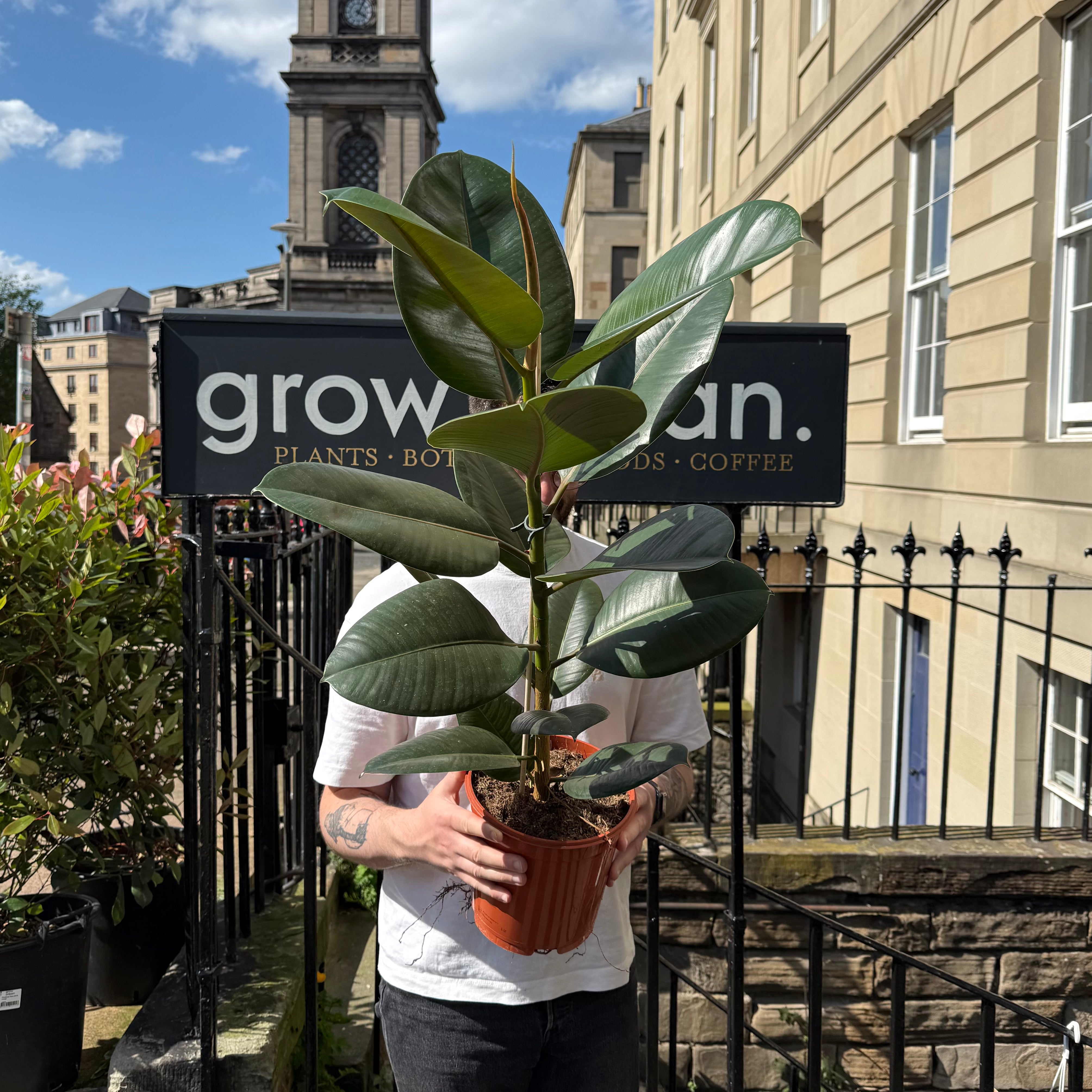 Ficus elastica ‘Robusta’