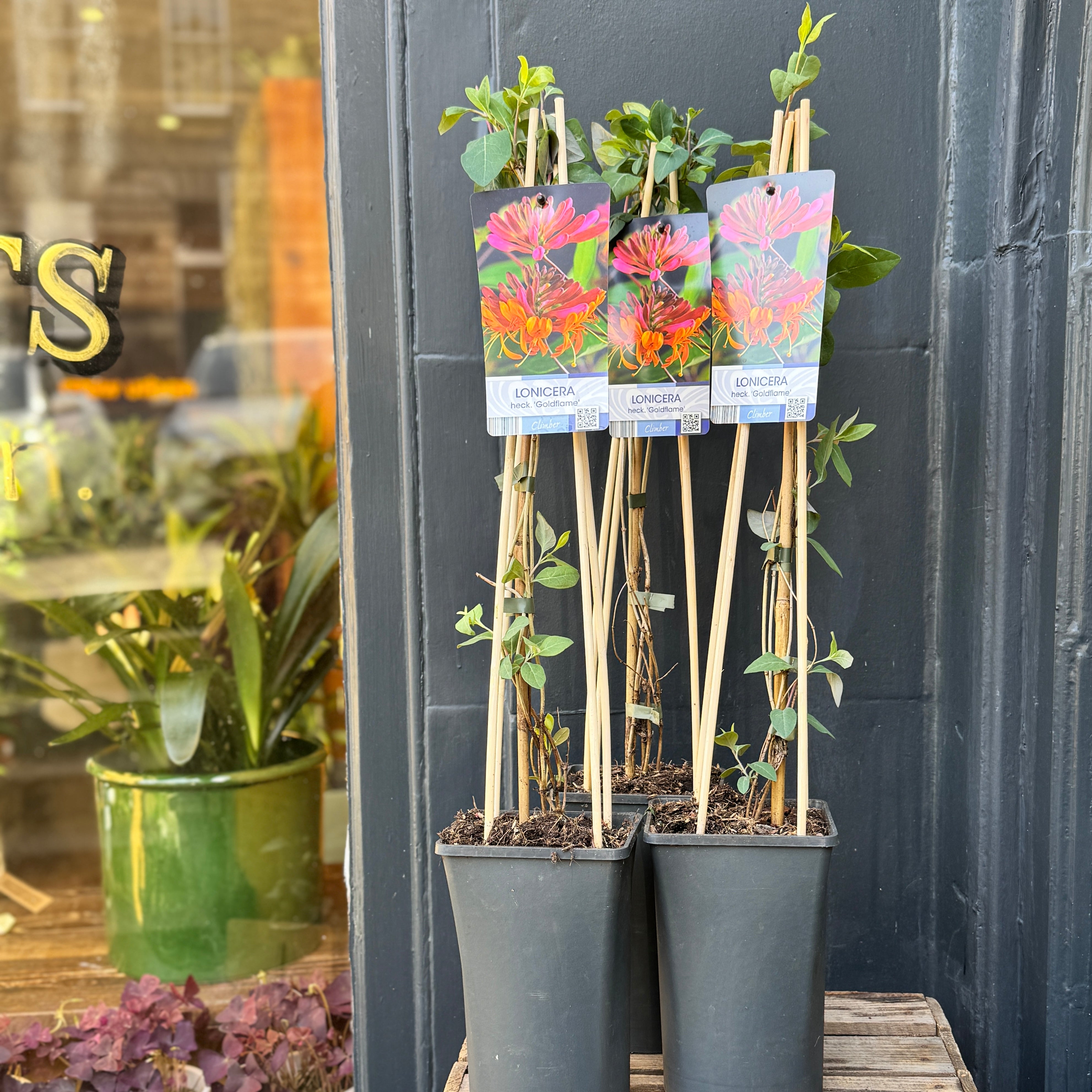 Lonicera × heckrottii ‘Gold Flame’