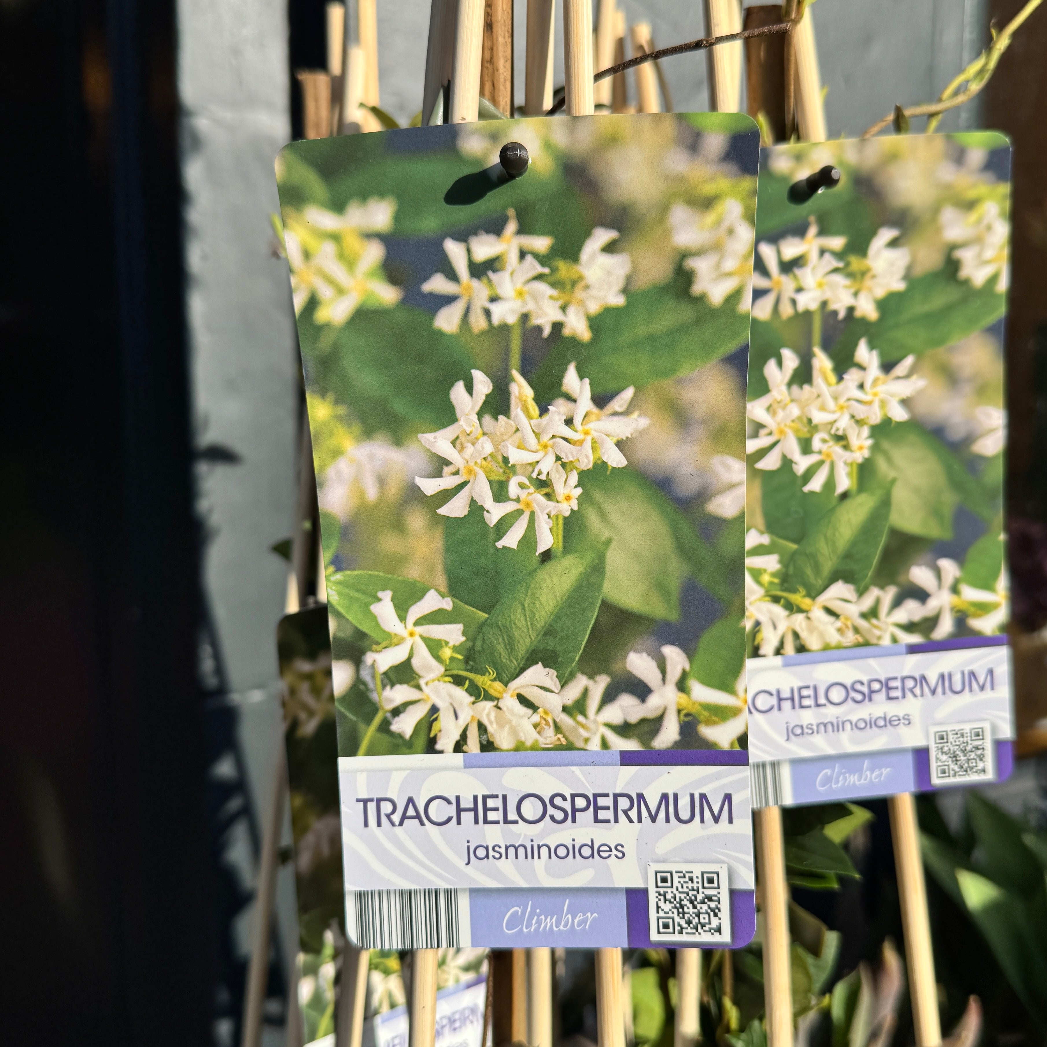 Trachelospermum jasminoides