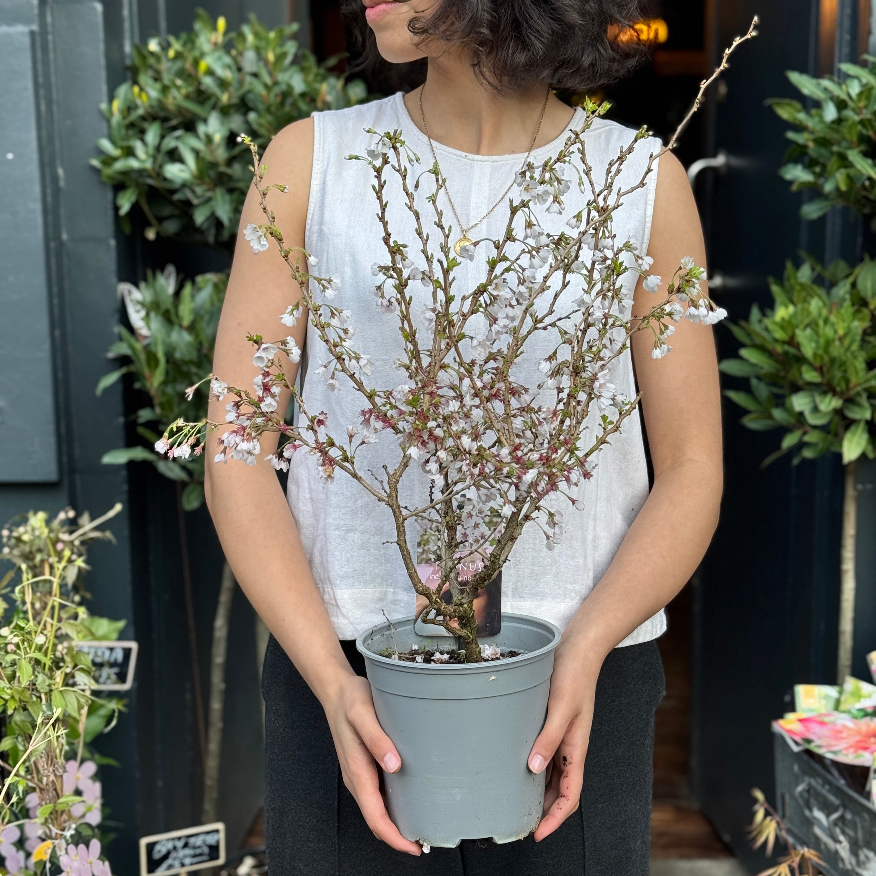 Prunus incisa ‘Kojo-no-mai’