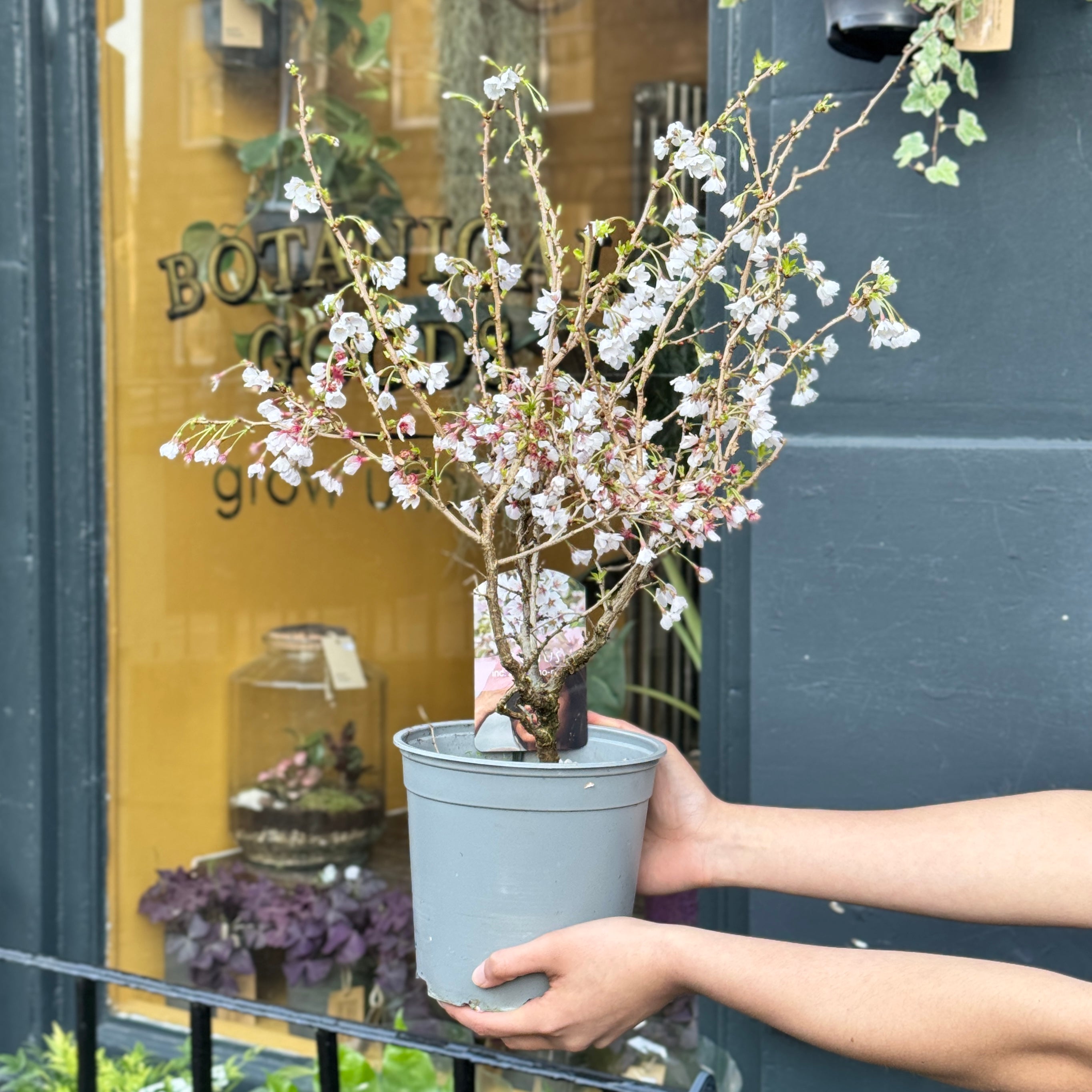 Prunus incisa ‘Kojo-no-mai’