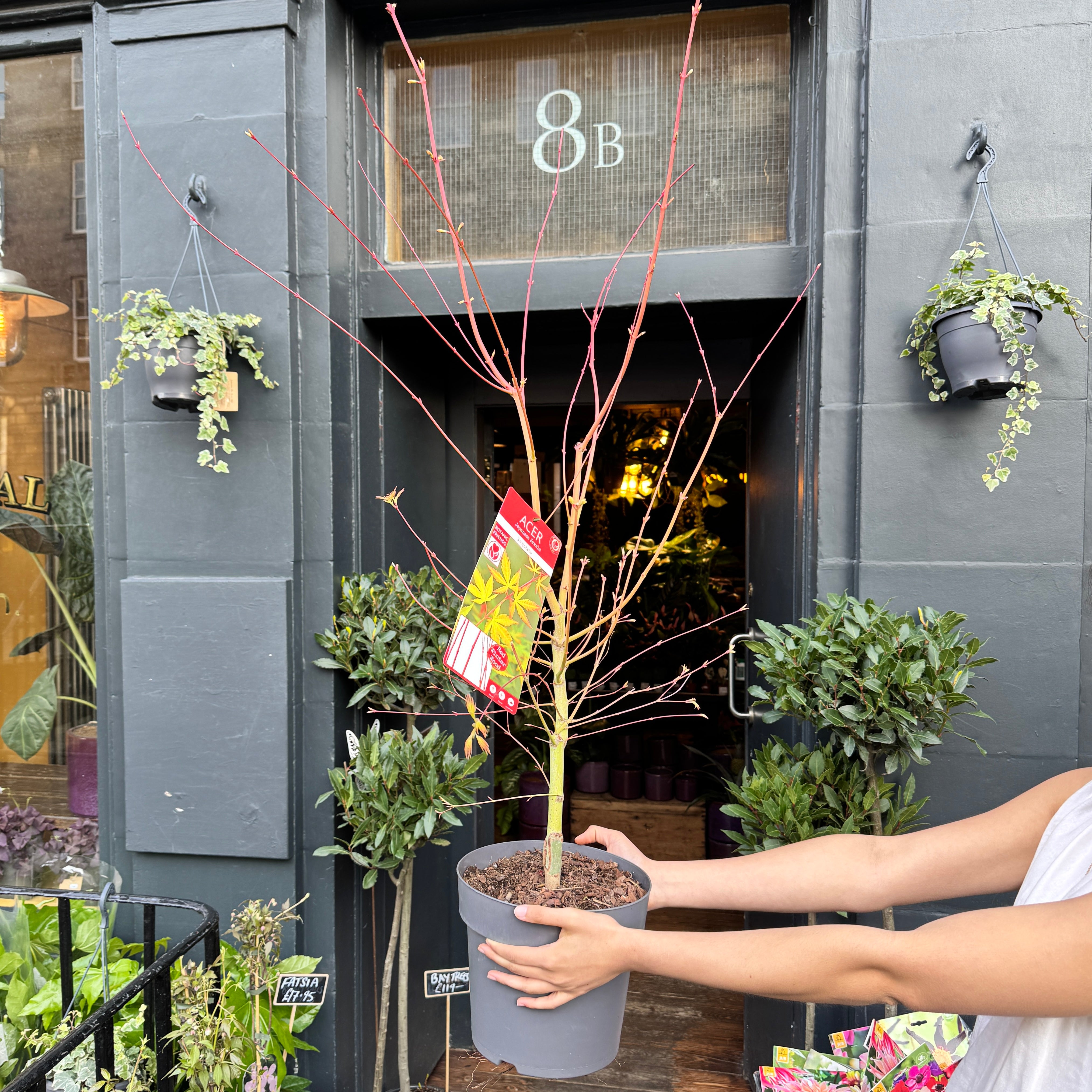 Acer palmatum ‘Sango-kaku’