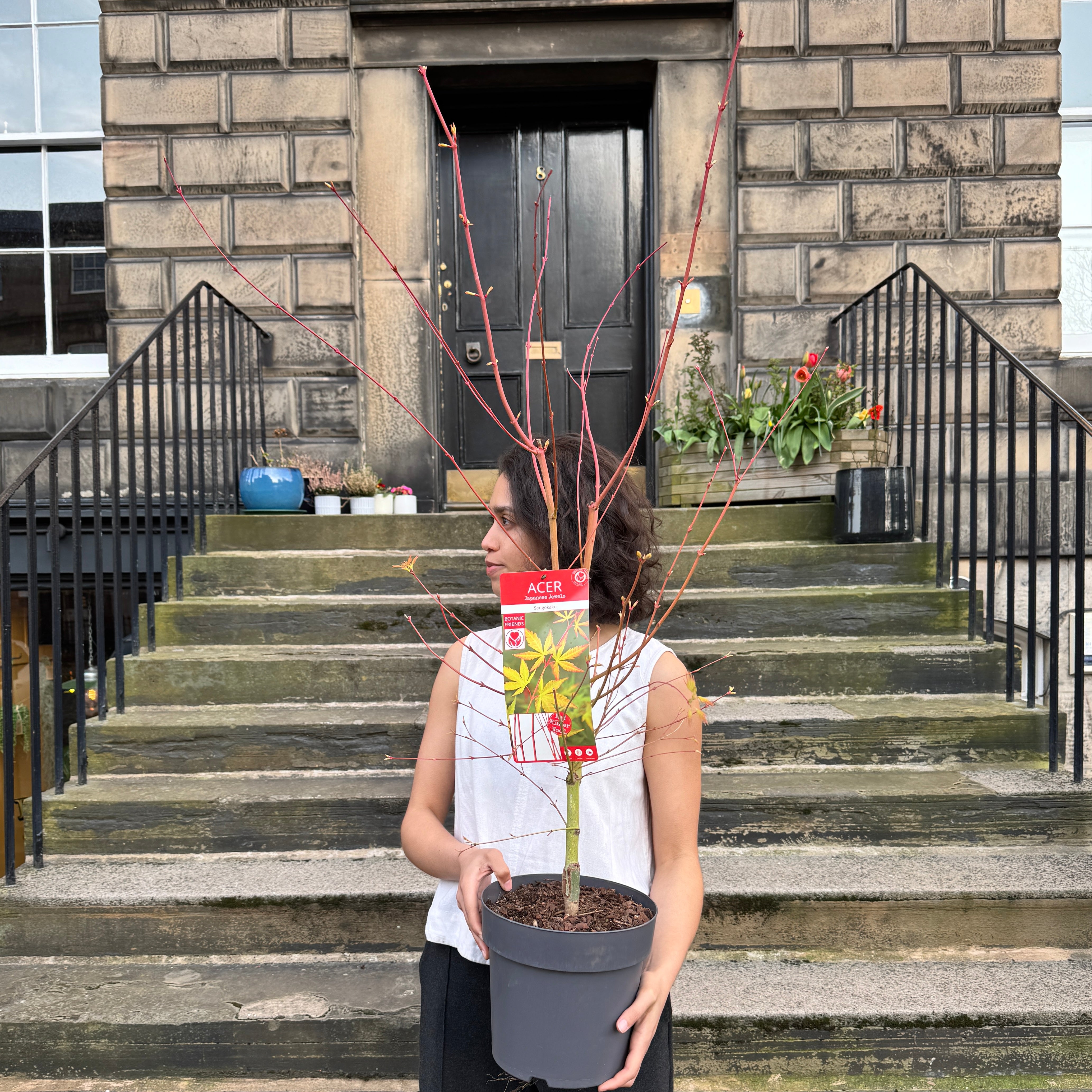 Acer palmatum ‘Sango-kaku’