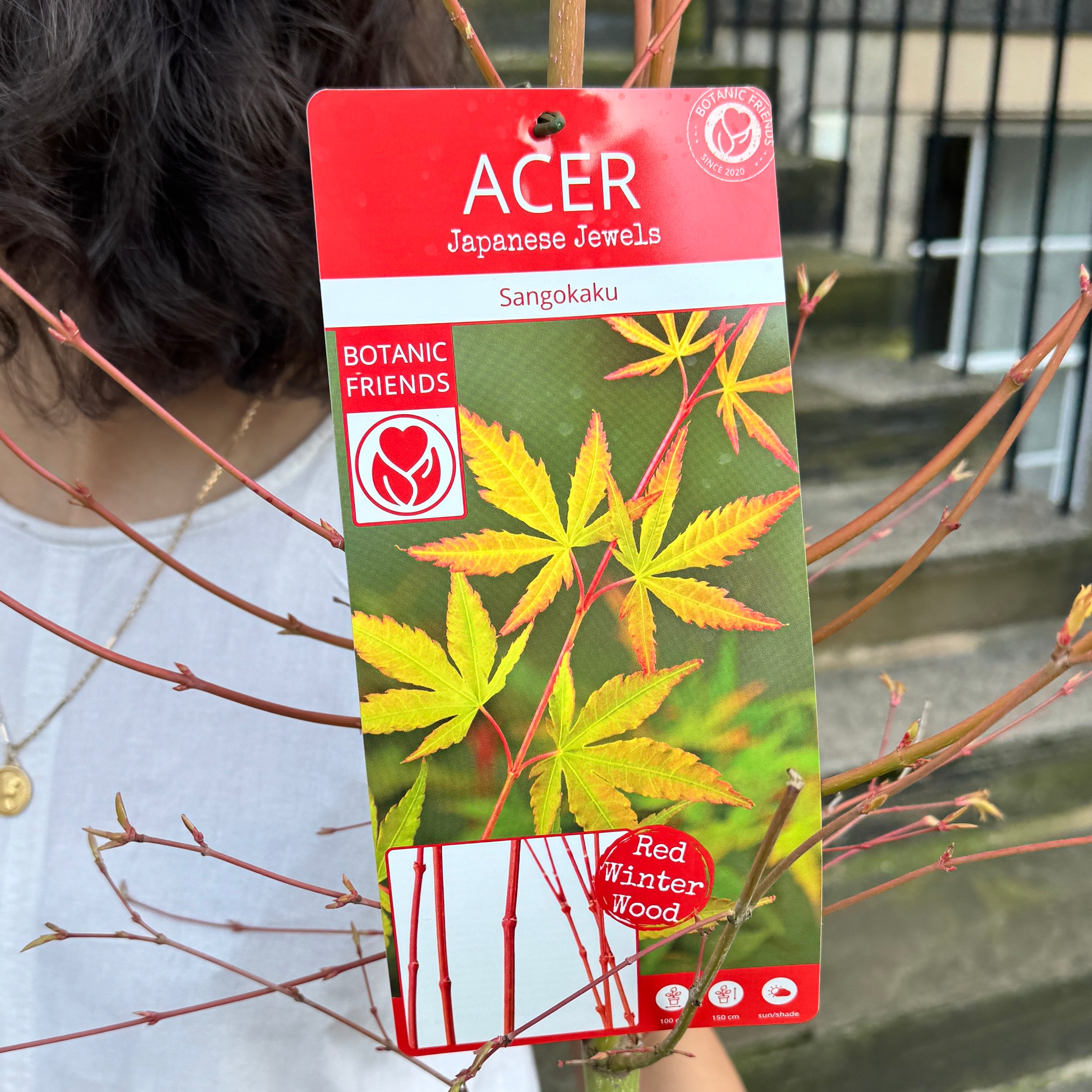 Acer palmatum ‘Sango-kaku’