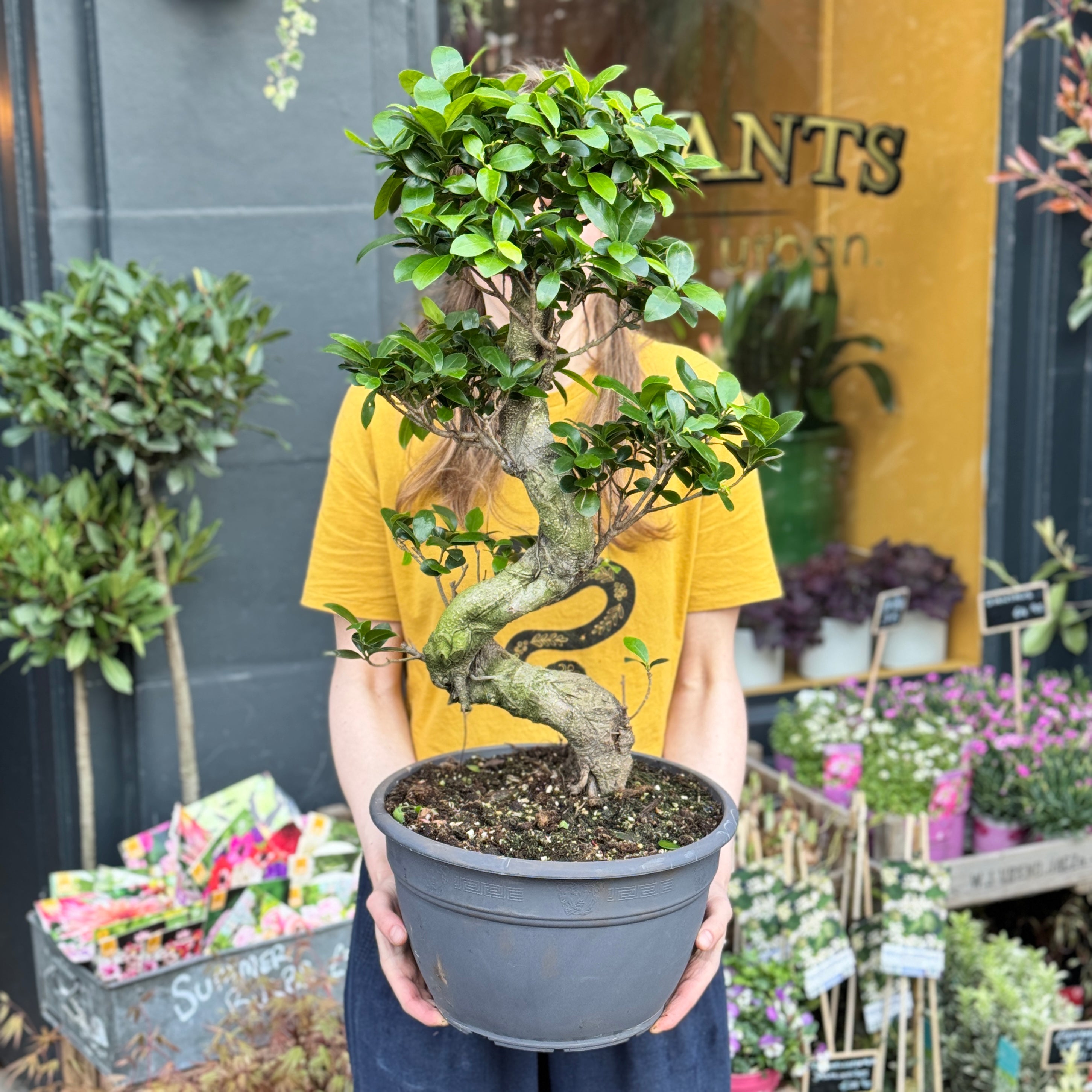 Ficus microcarpa ‘Ginseng’ (30cm pot)