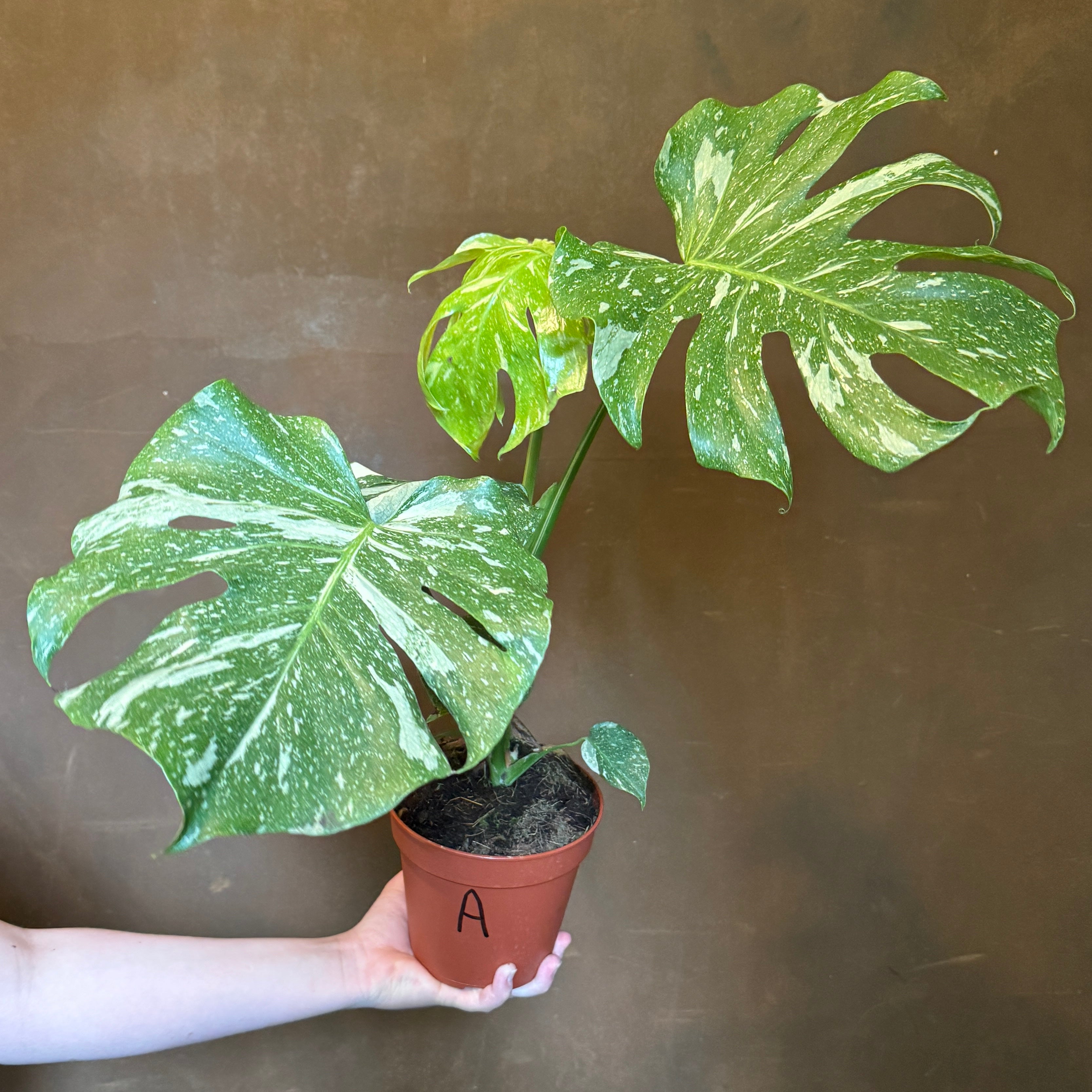 Monstera deliciosa ‘Thai Constellation’