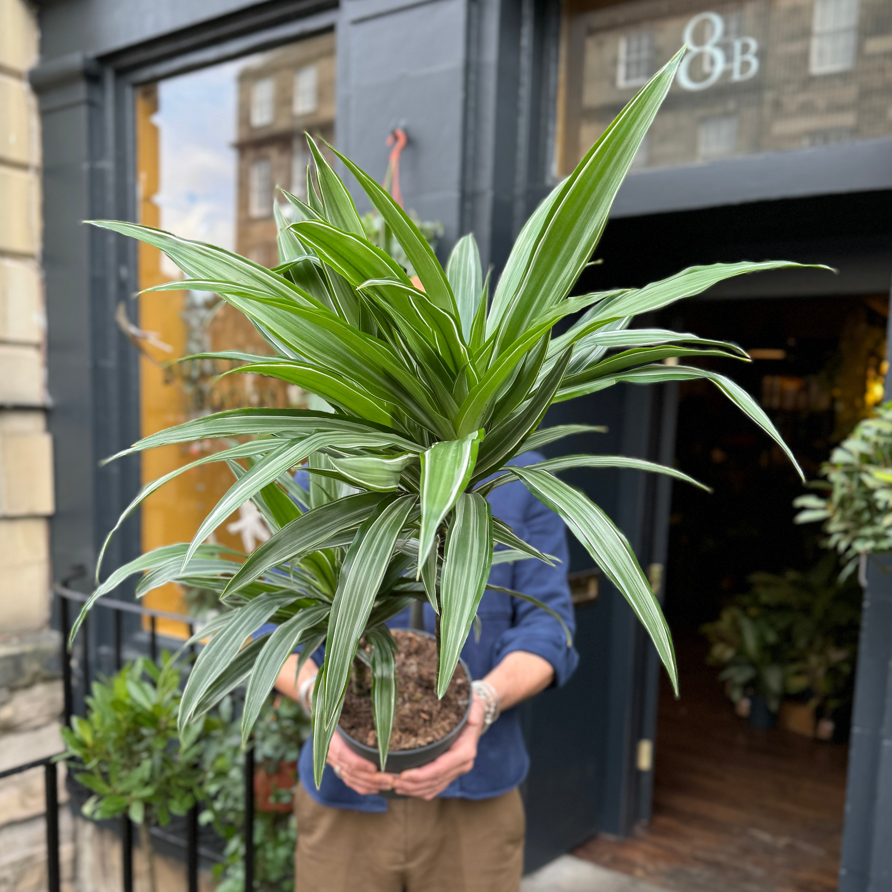 Dracaena 'Warneckii' (100cm)