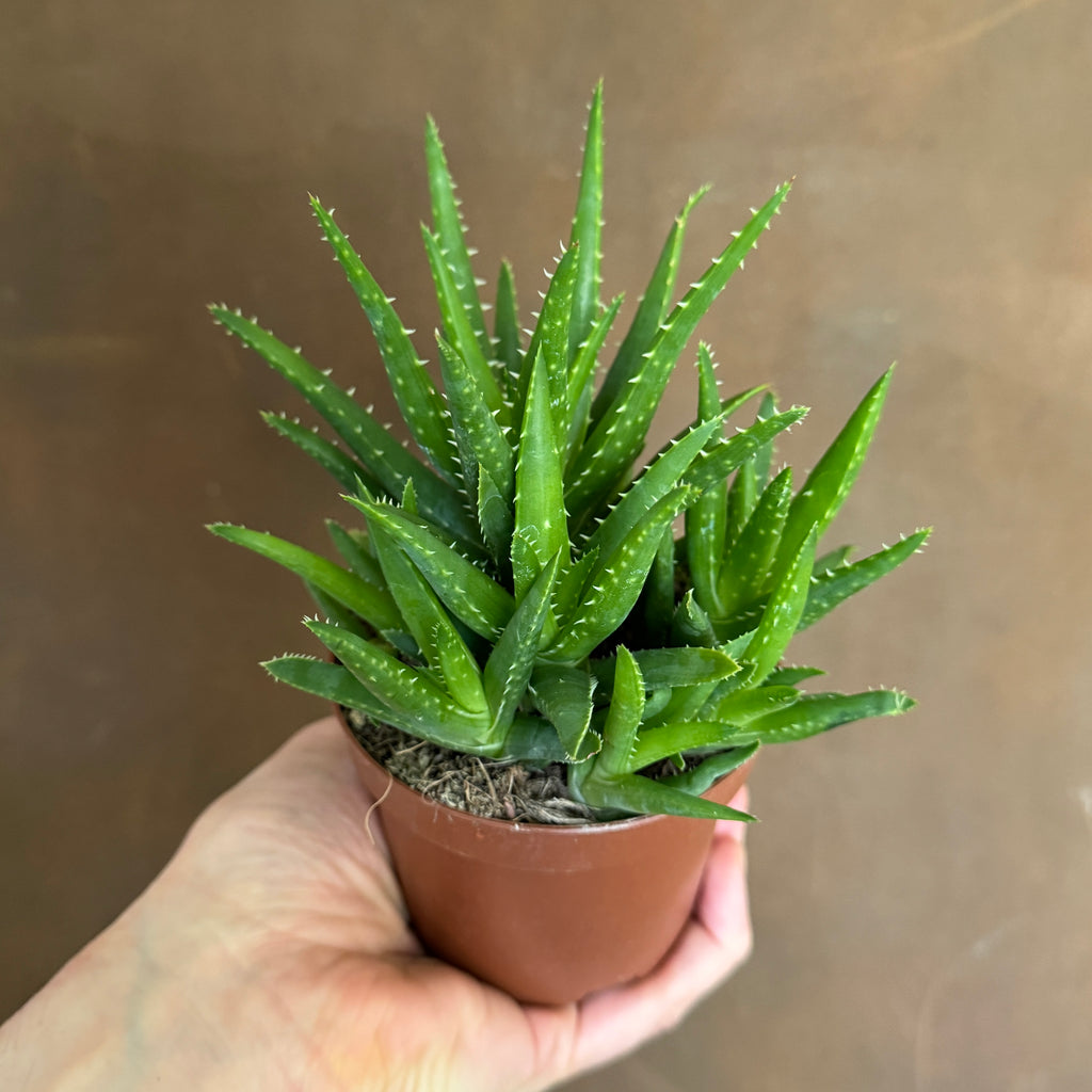 aloe vera plant uk b&q Aloe vera 'Verini'