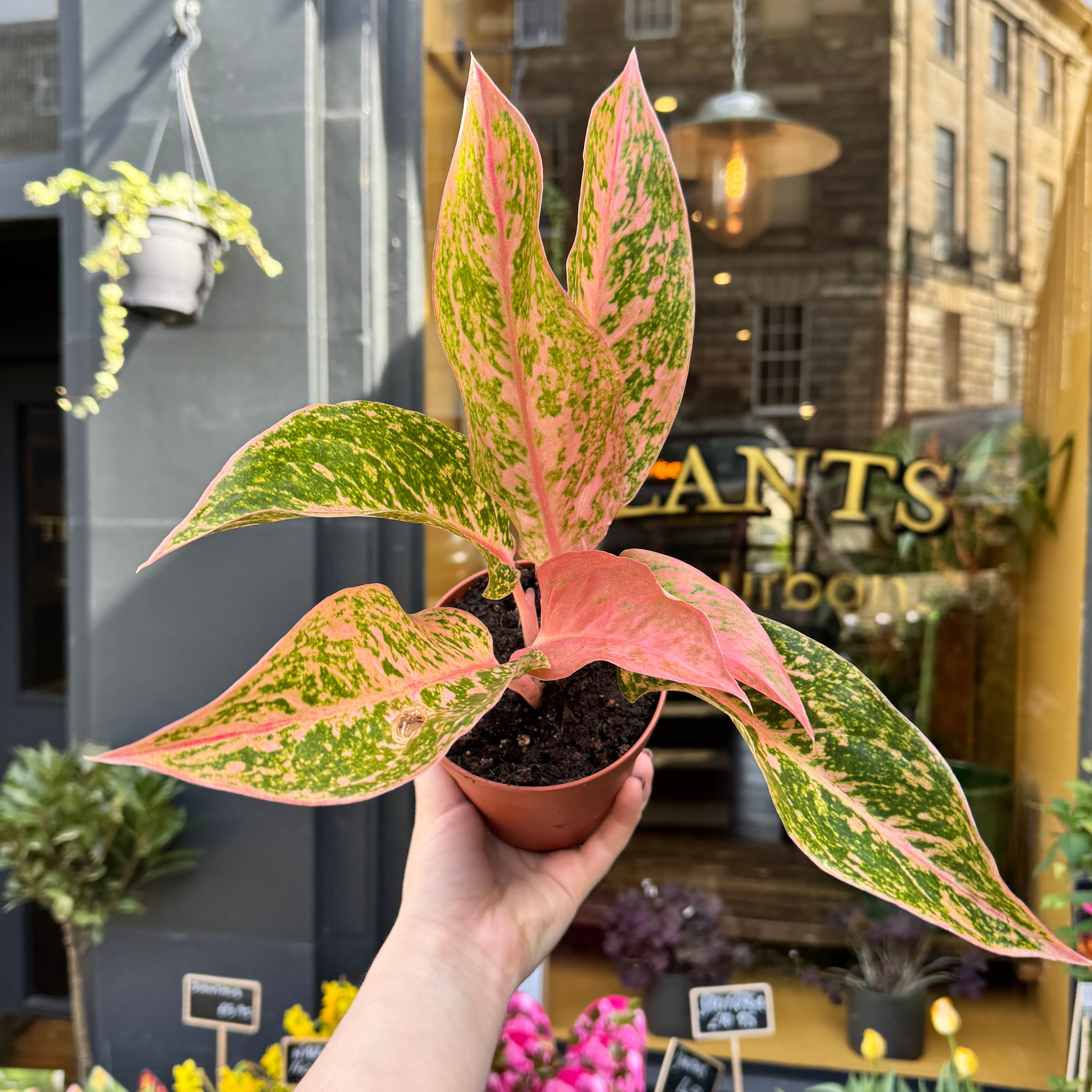 Aglaonema ‘Prestige’