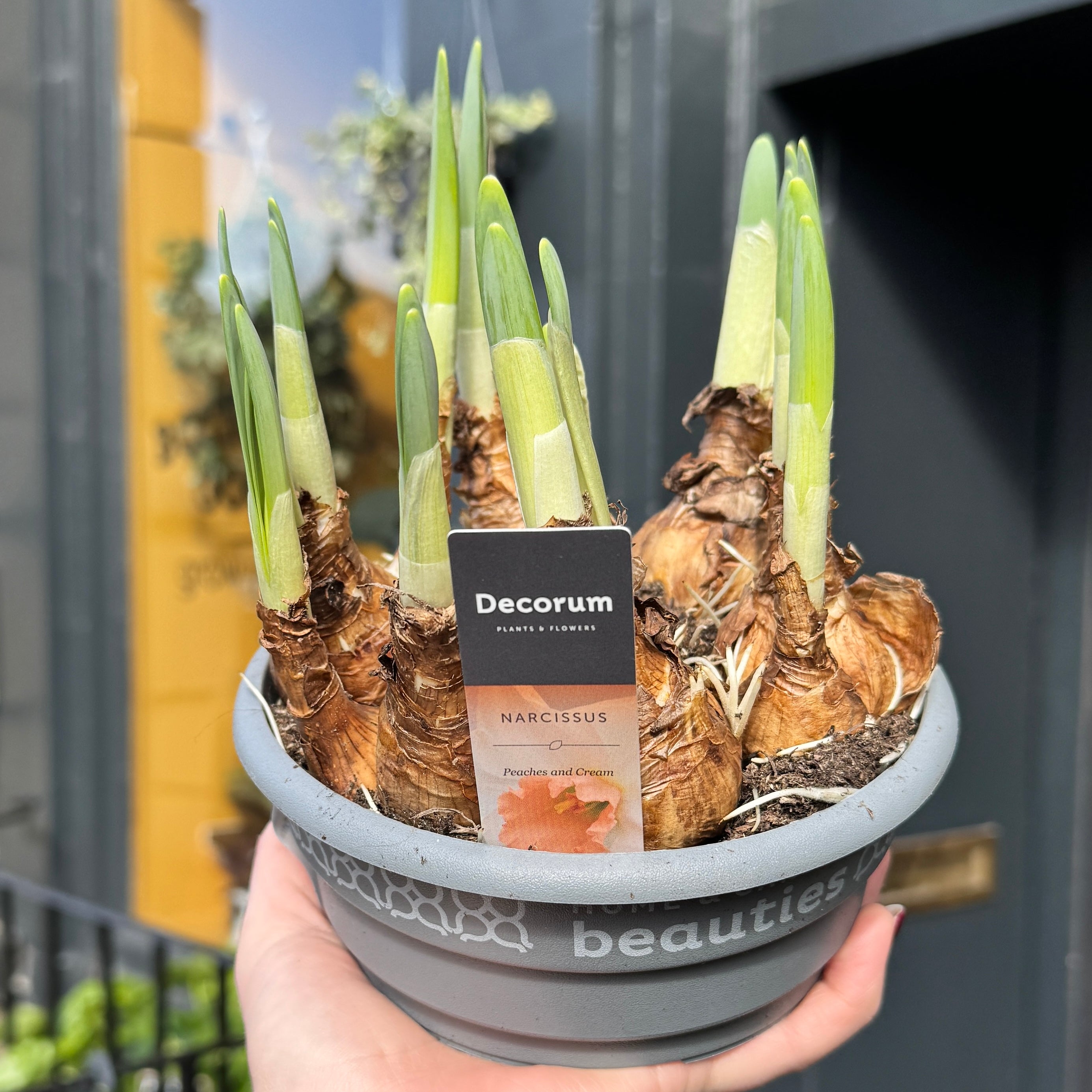 Narcissus 'Peaches & Cream' (16cm pot)