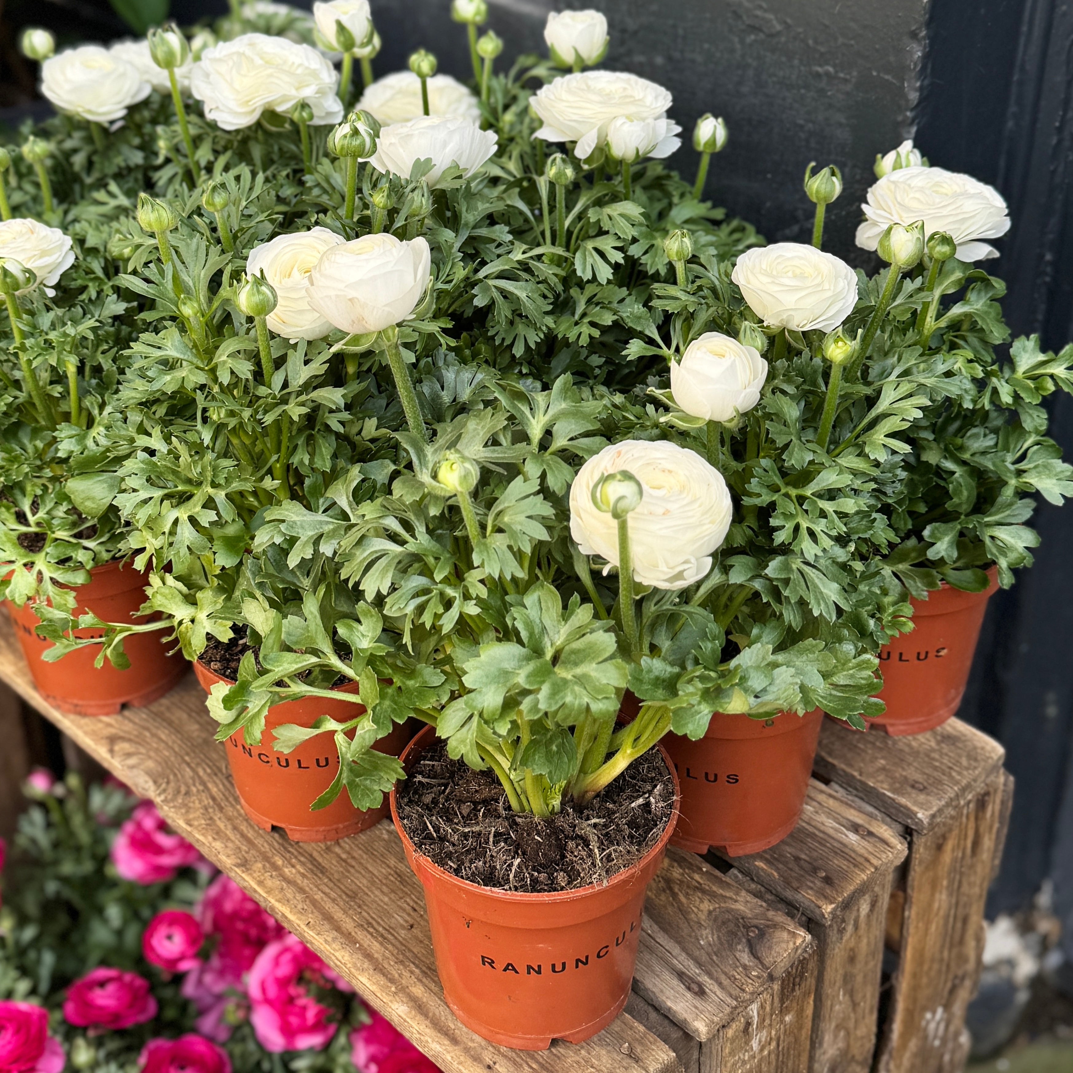 Ranunculus 'White'
