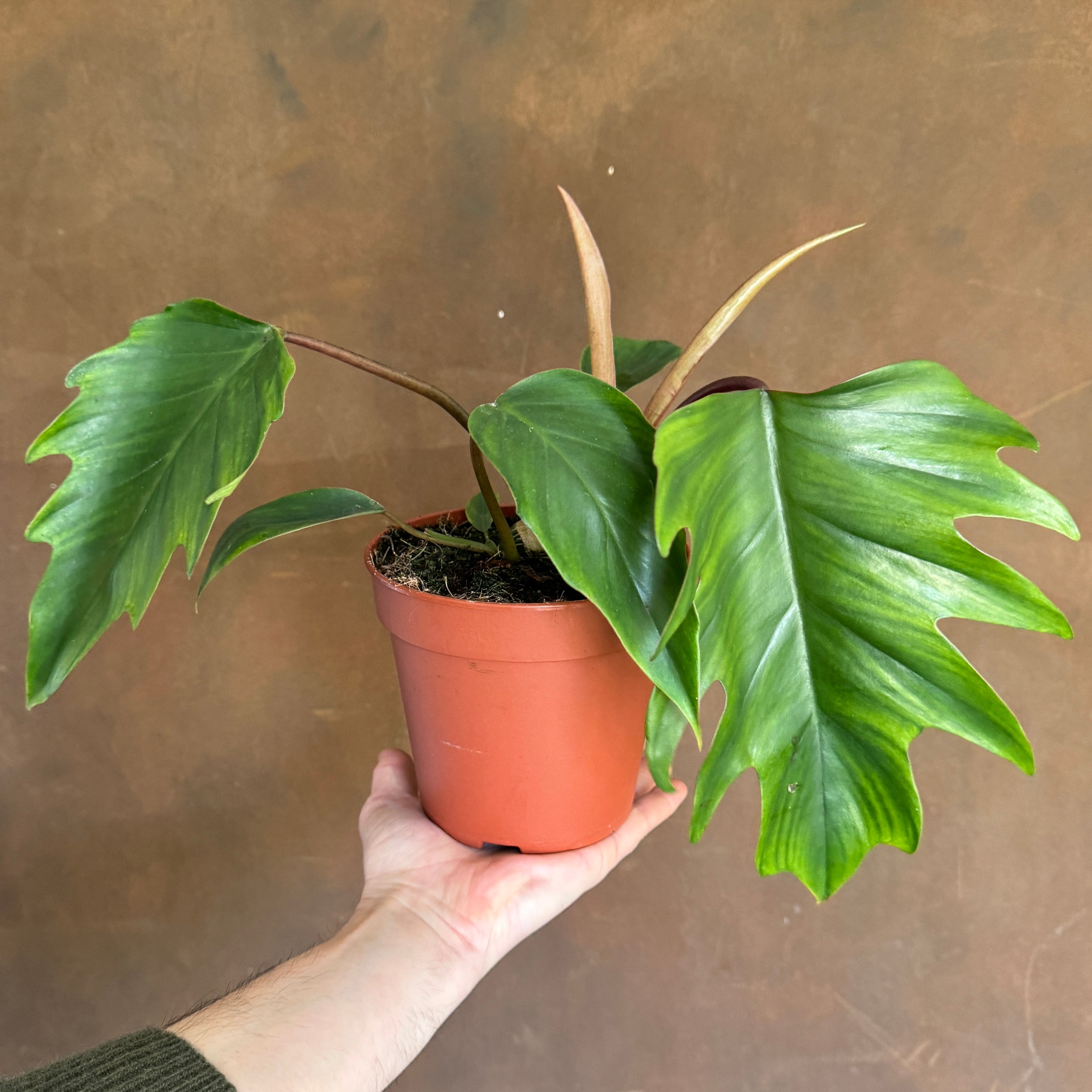 Philodendron 'Mayoi'