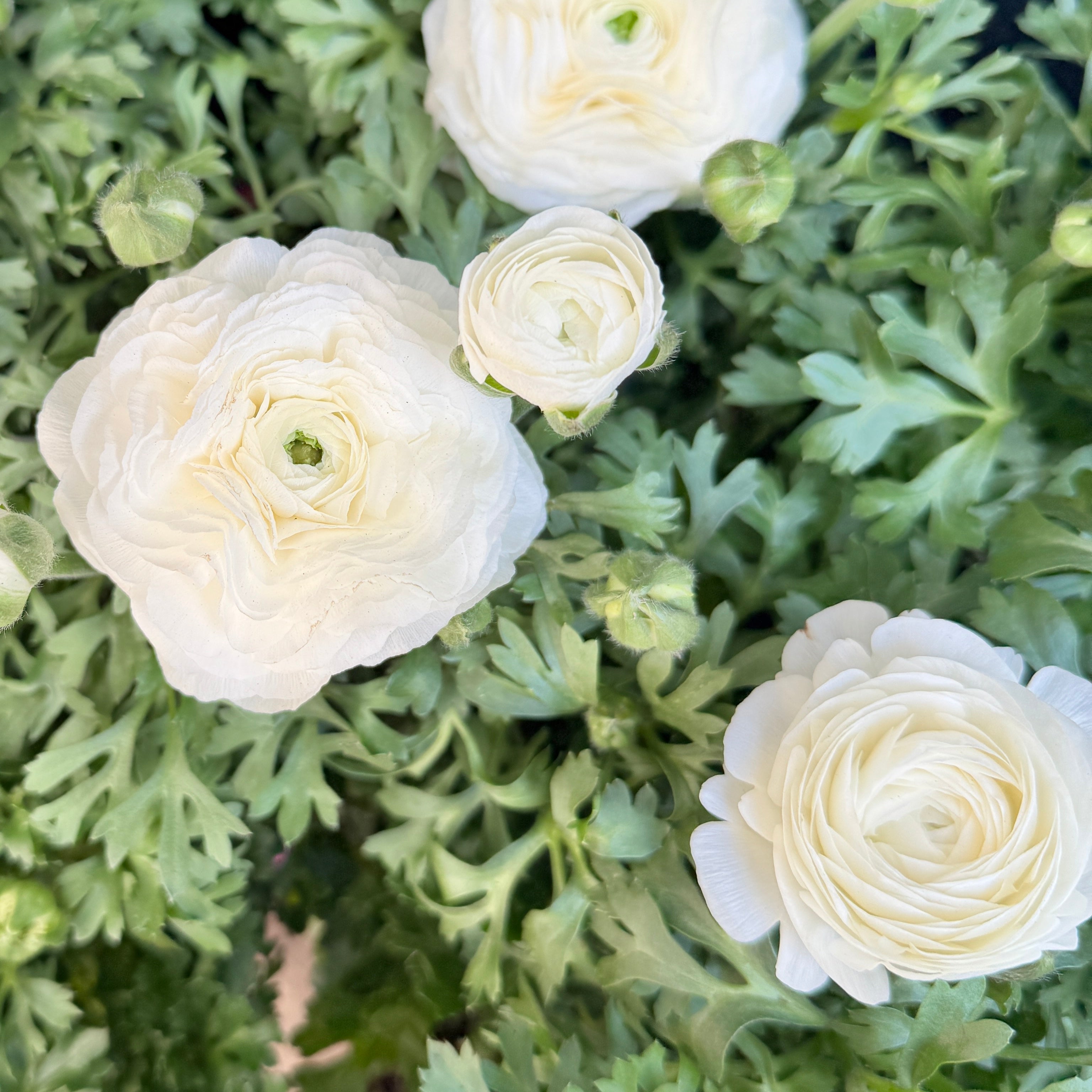 Ranunculus 'White'