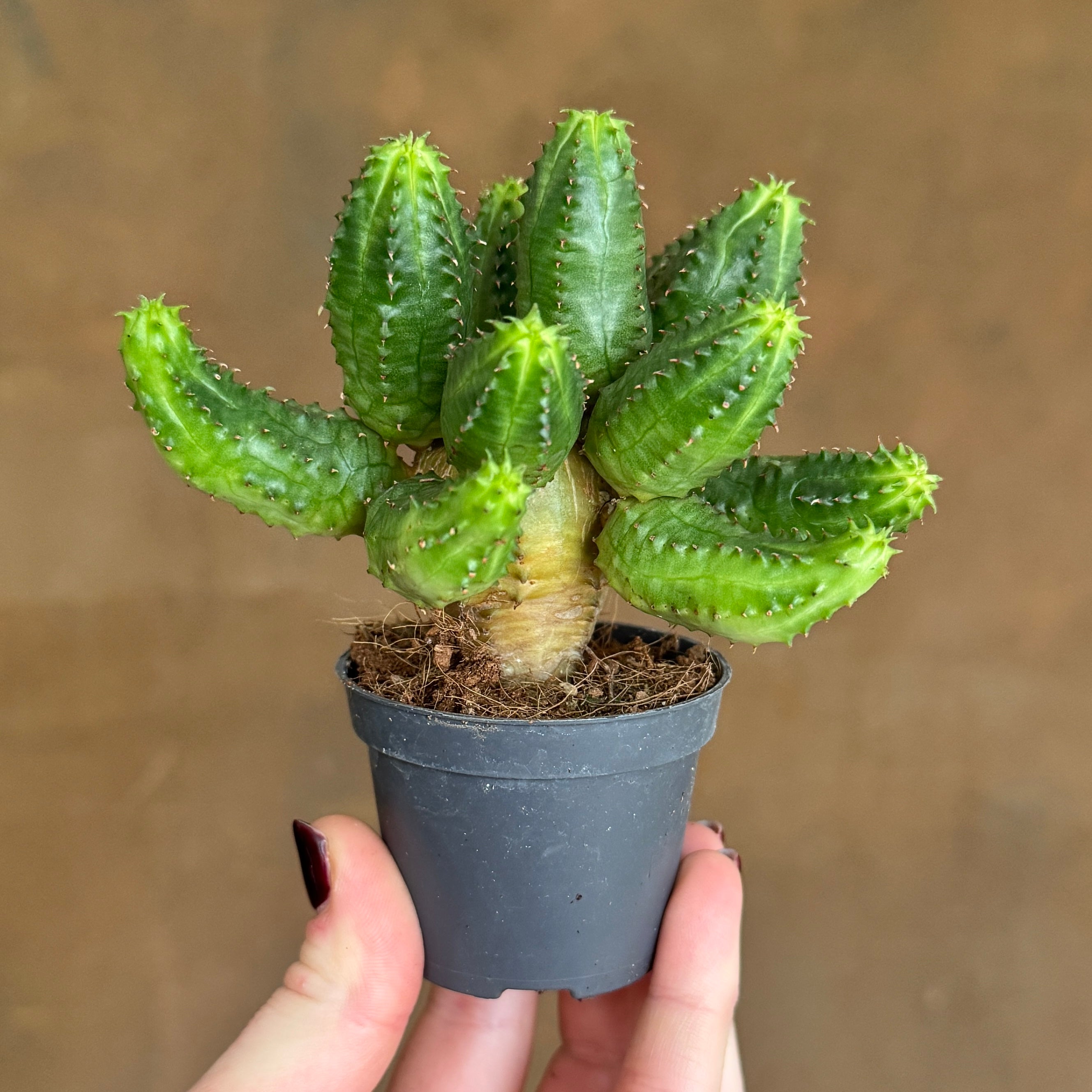 Euphorbia globosa