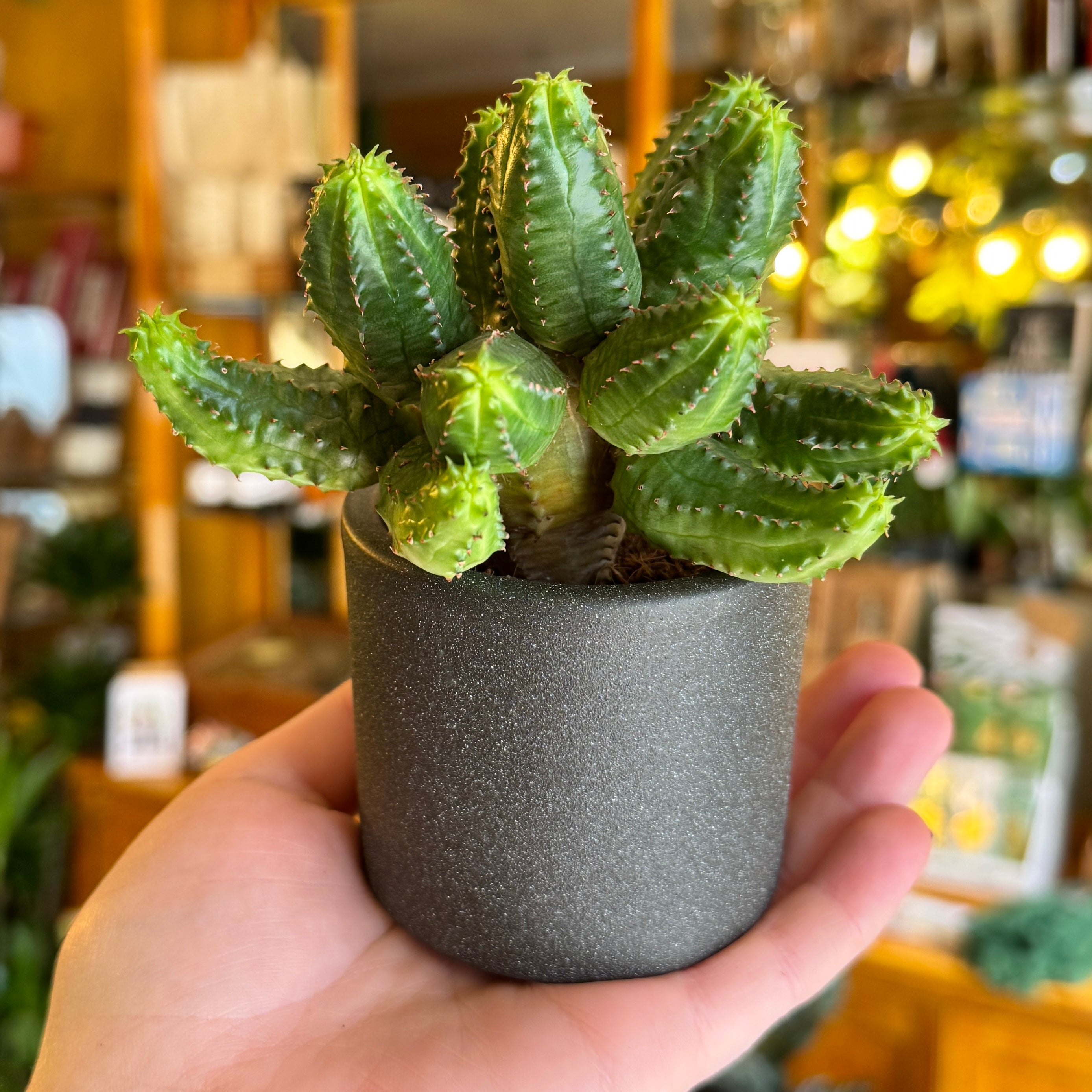 Euphorbia globosa