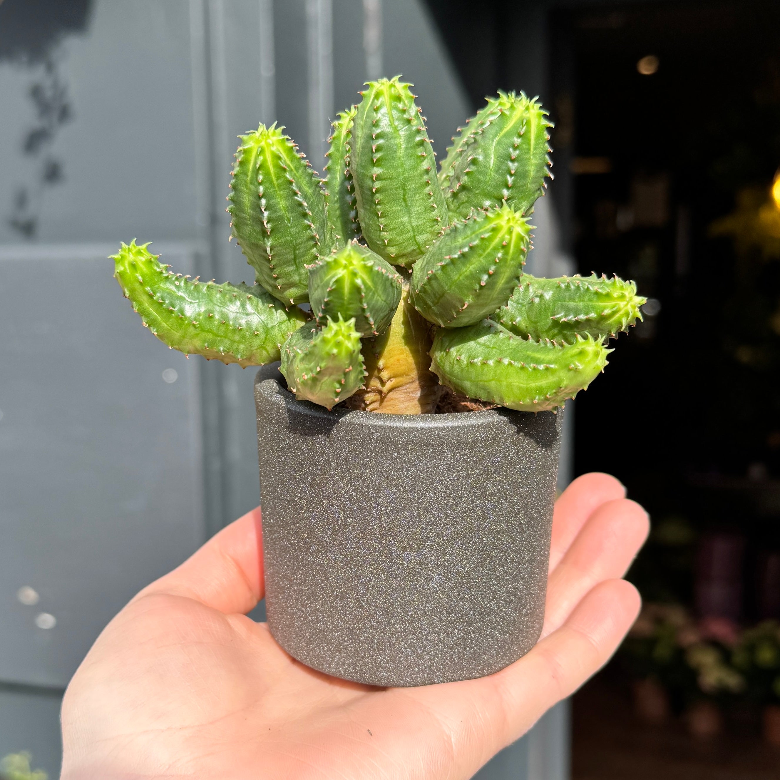 Euphorbia globosa