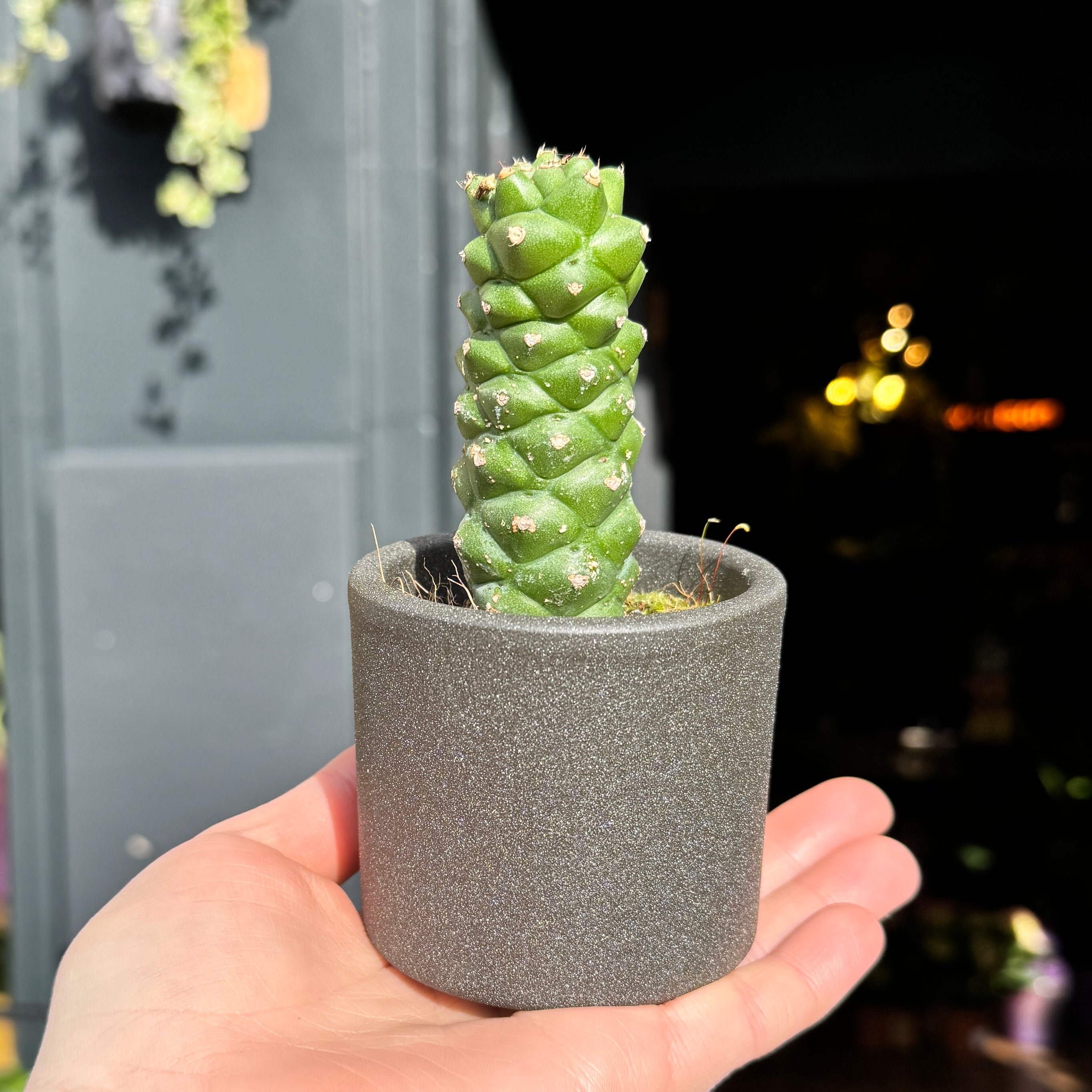 Euphorbia ritchiei
