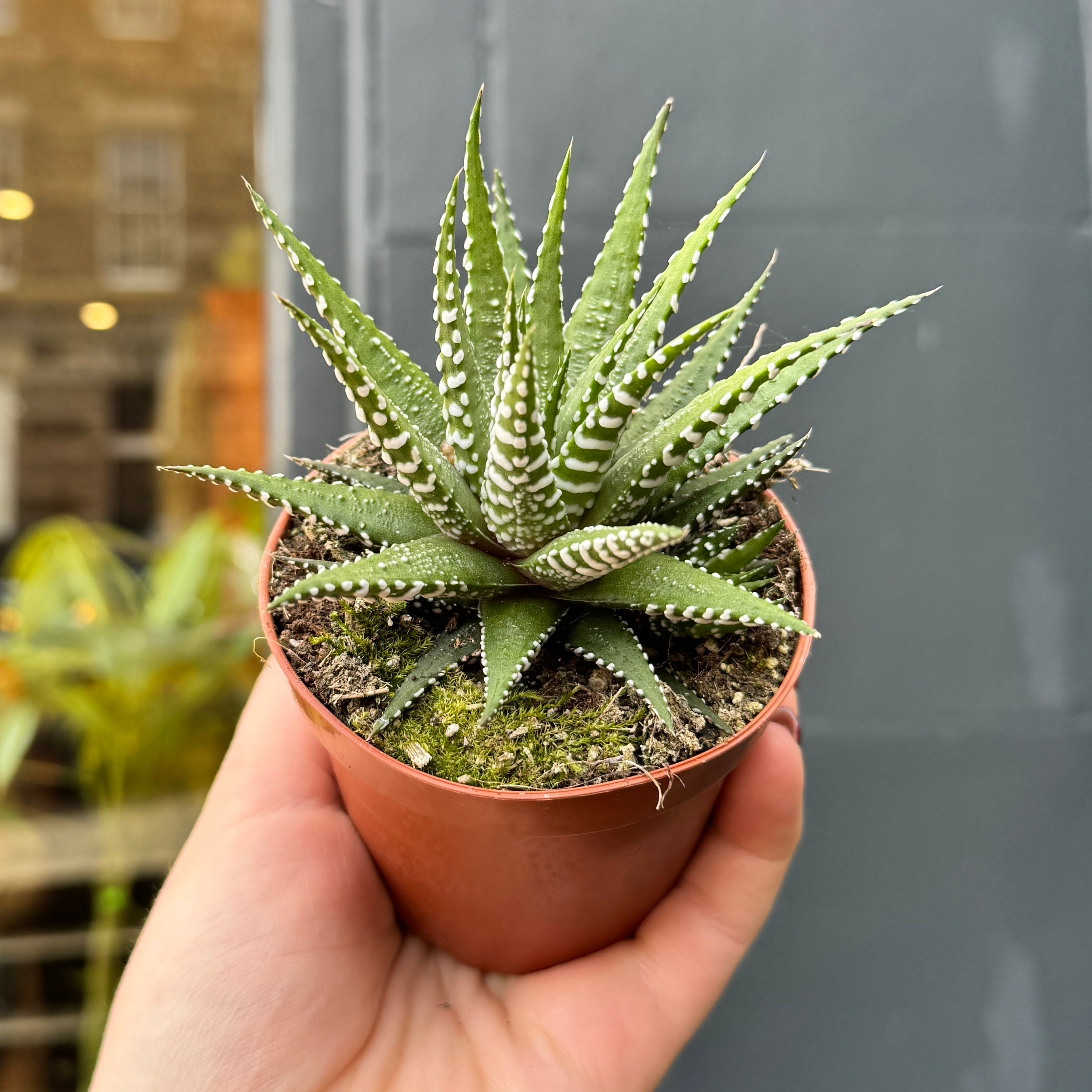 Haworthia fasciata ‘Big Band’