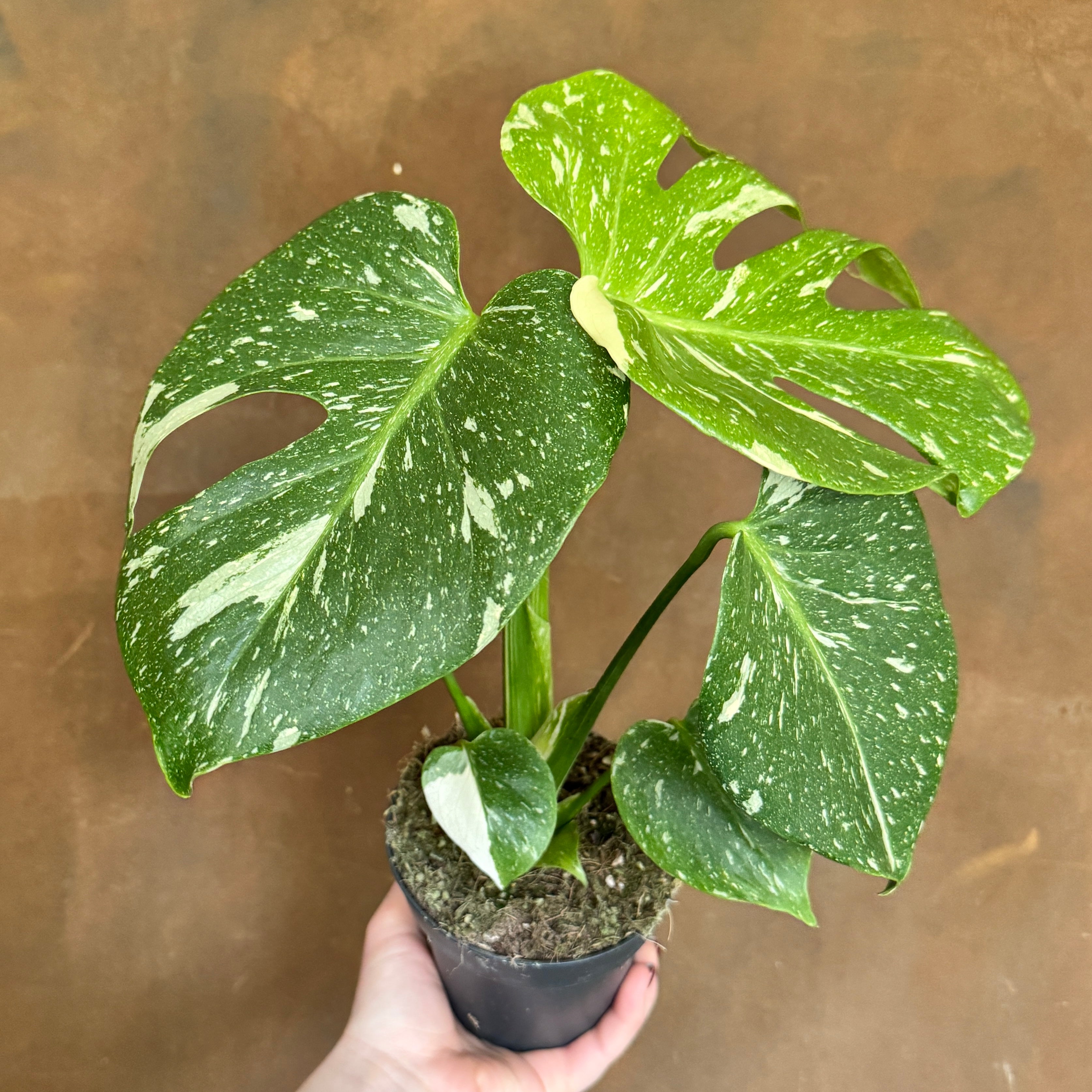 Monstera 'Thai Constellation' (12cm pot)