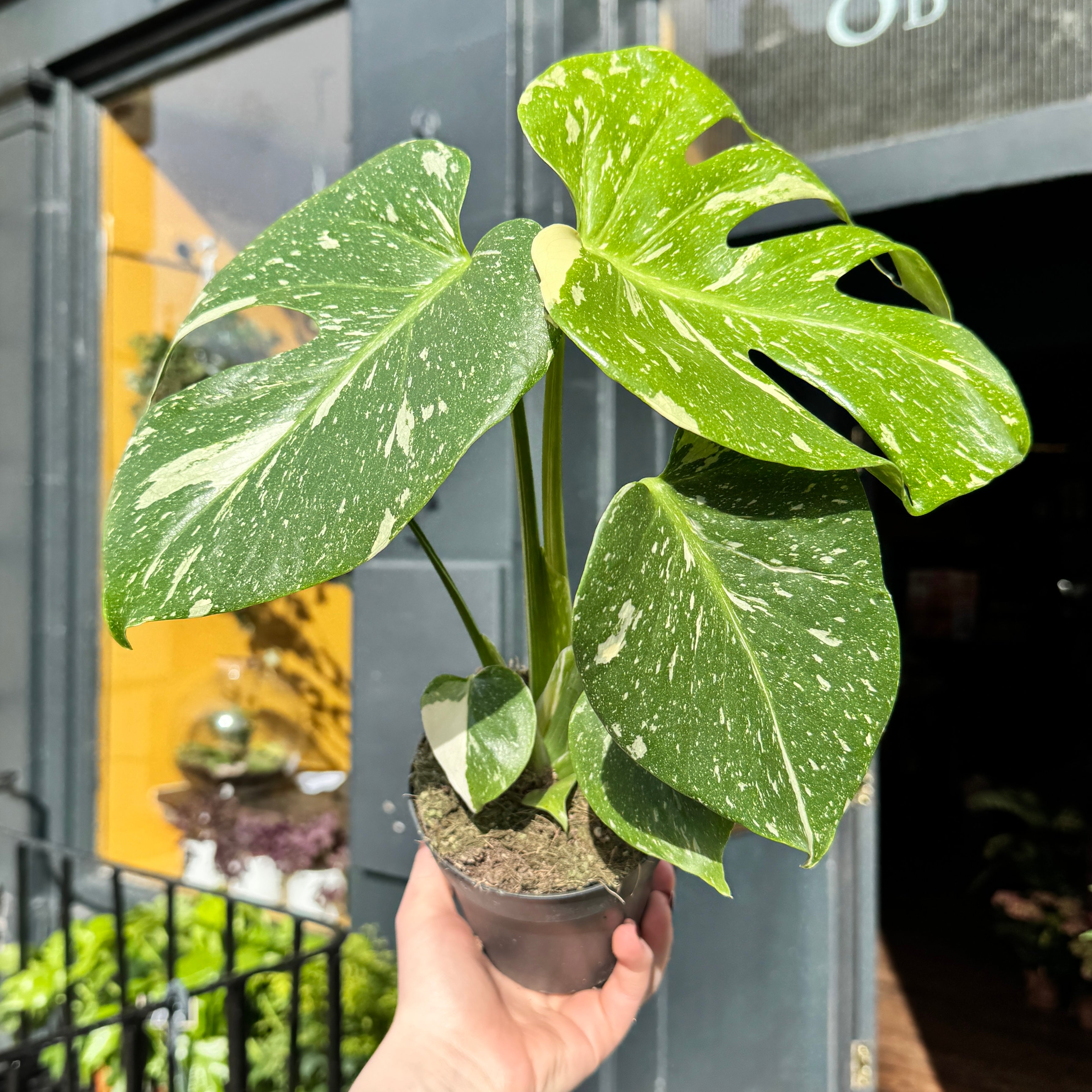 Monstera 'Thai Constellation' (12cm pot)