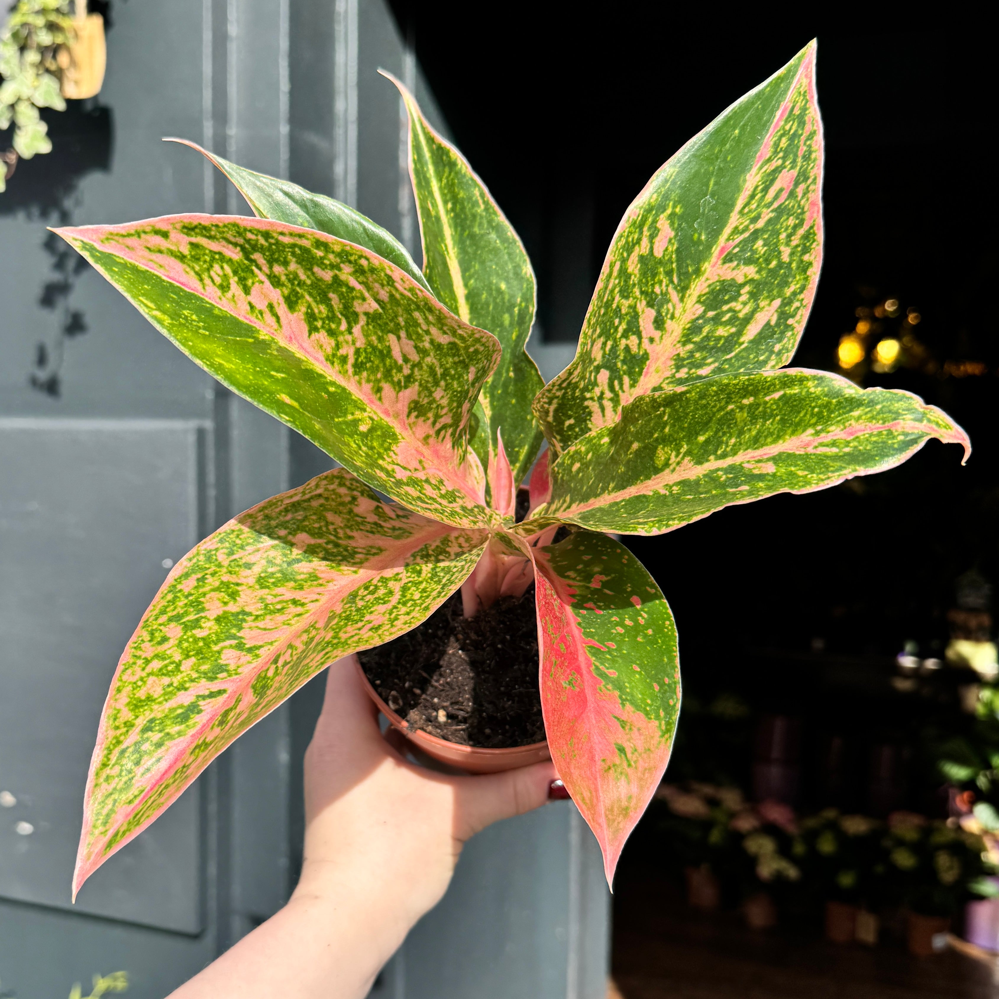 Aglaonema ‘Prestige’