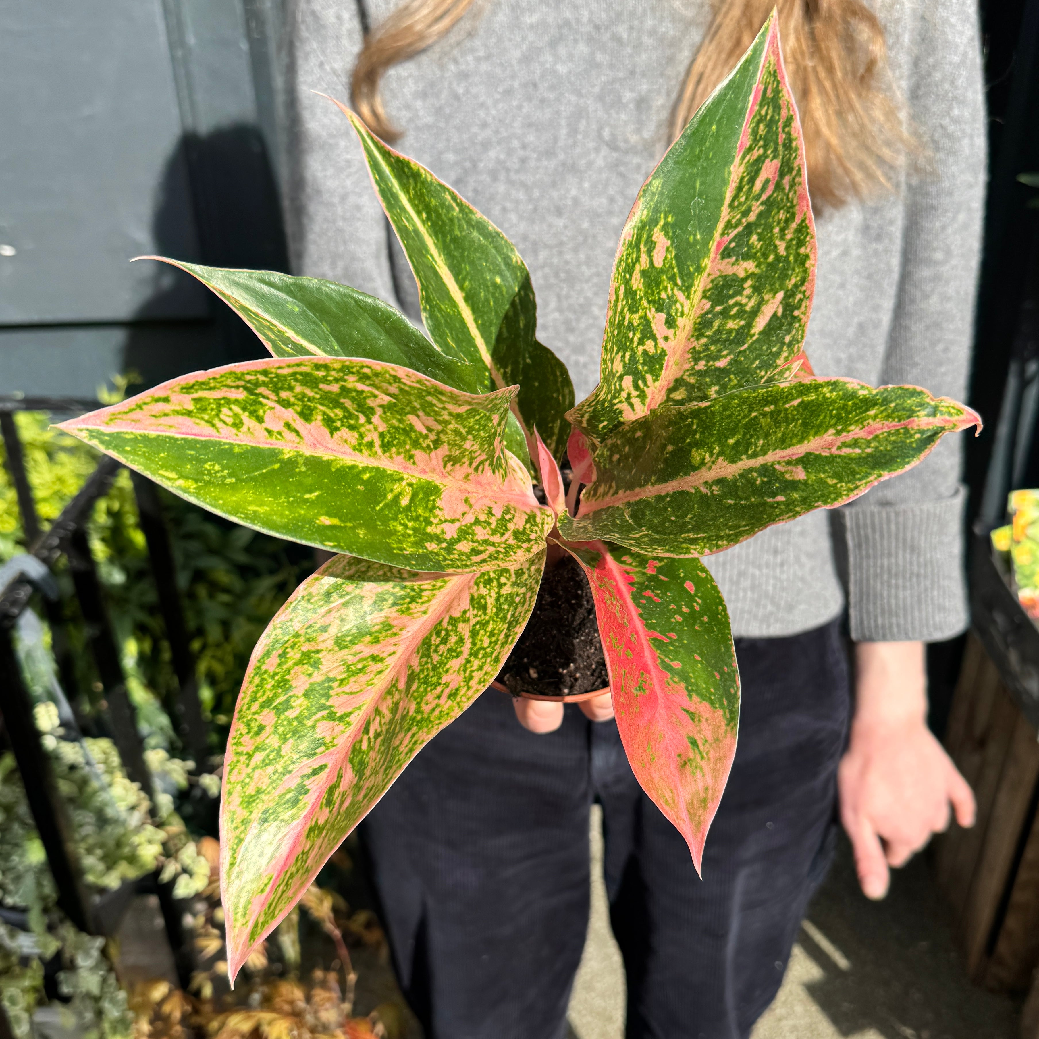 Aglaonema ‘Prestige’