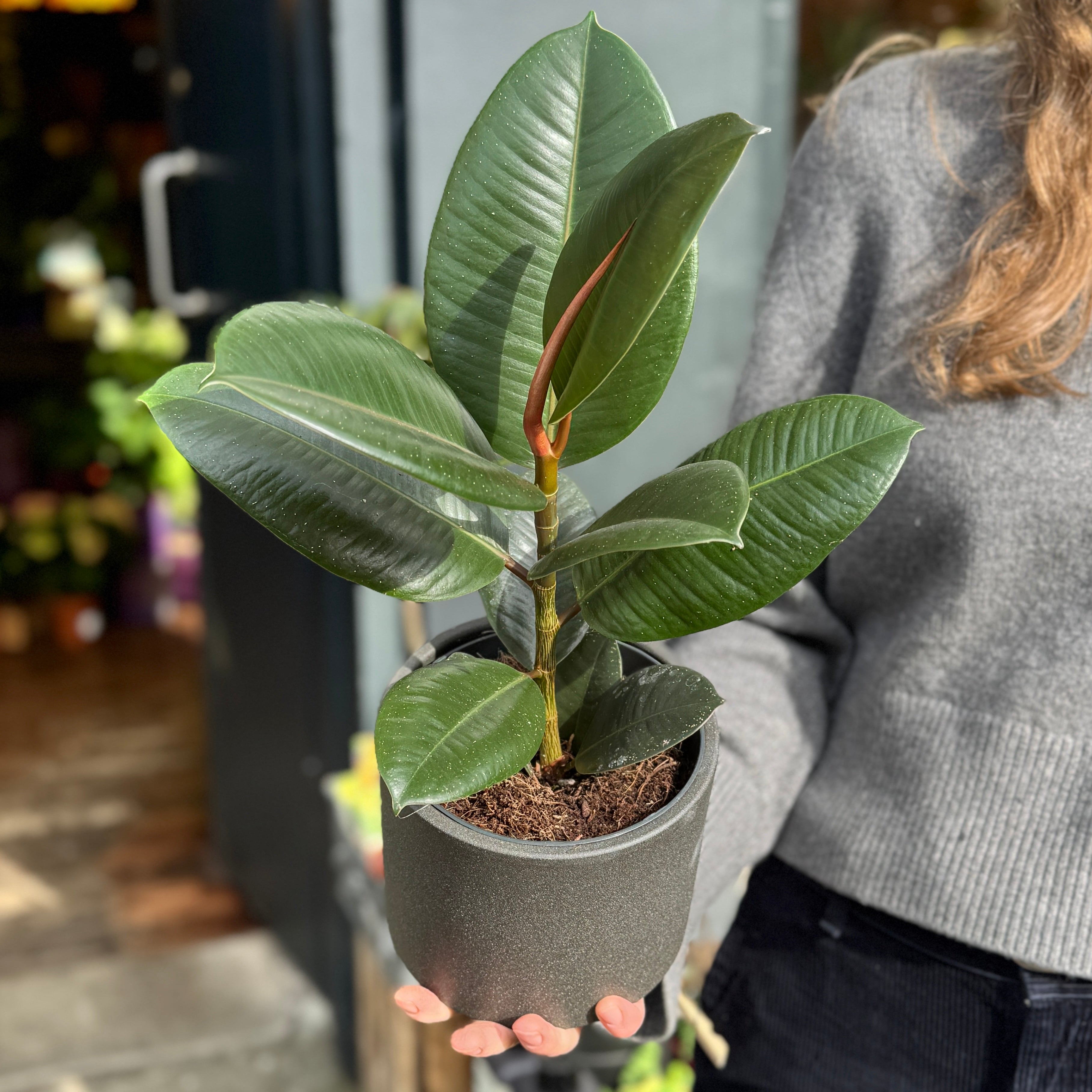 Ficus elastica ‘Robusta’