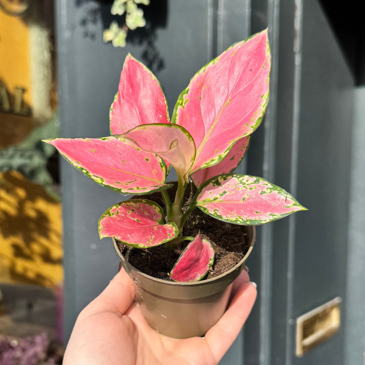 Aglaonema 'Pinky Promise'