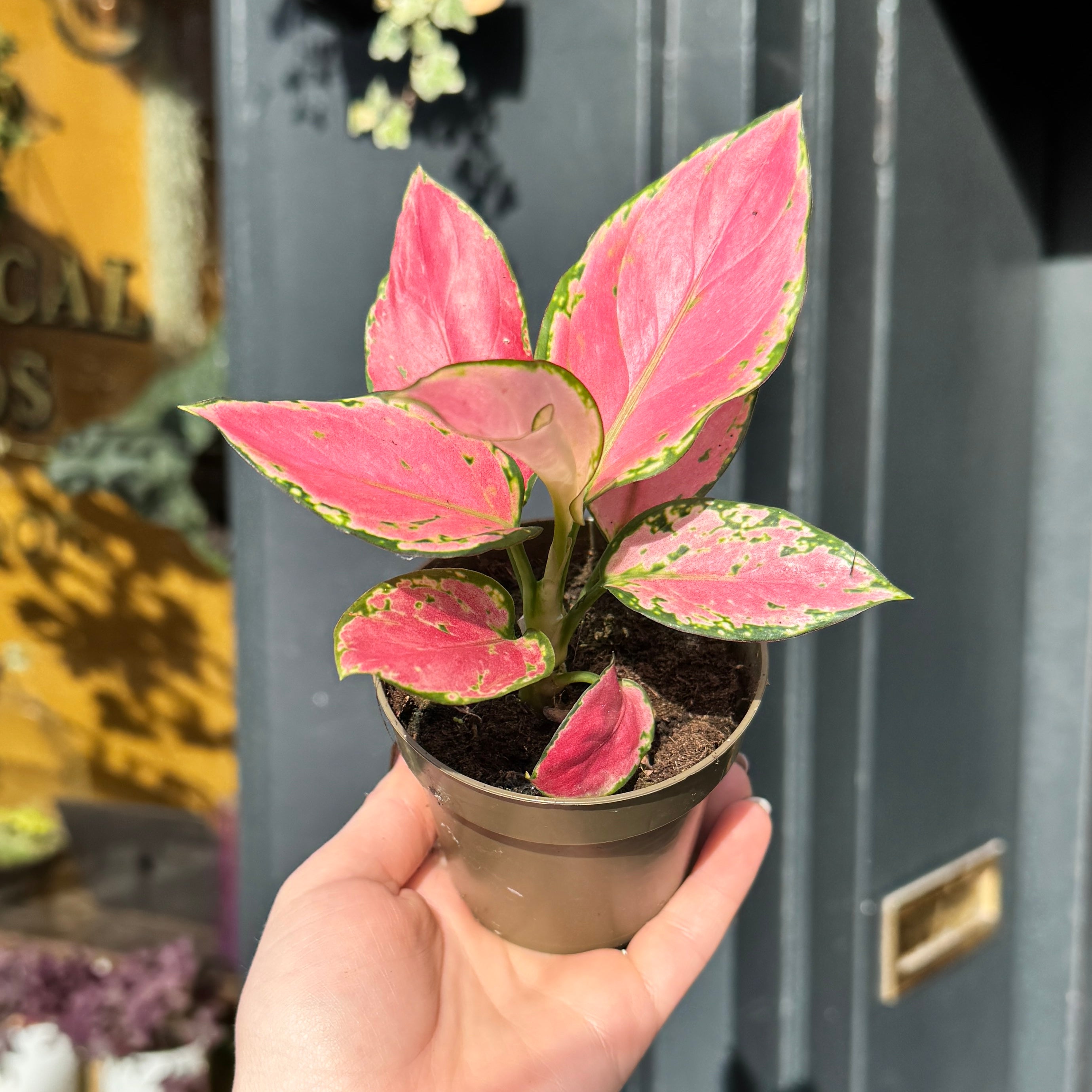 Aglaonema 'Pink'