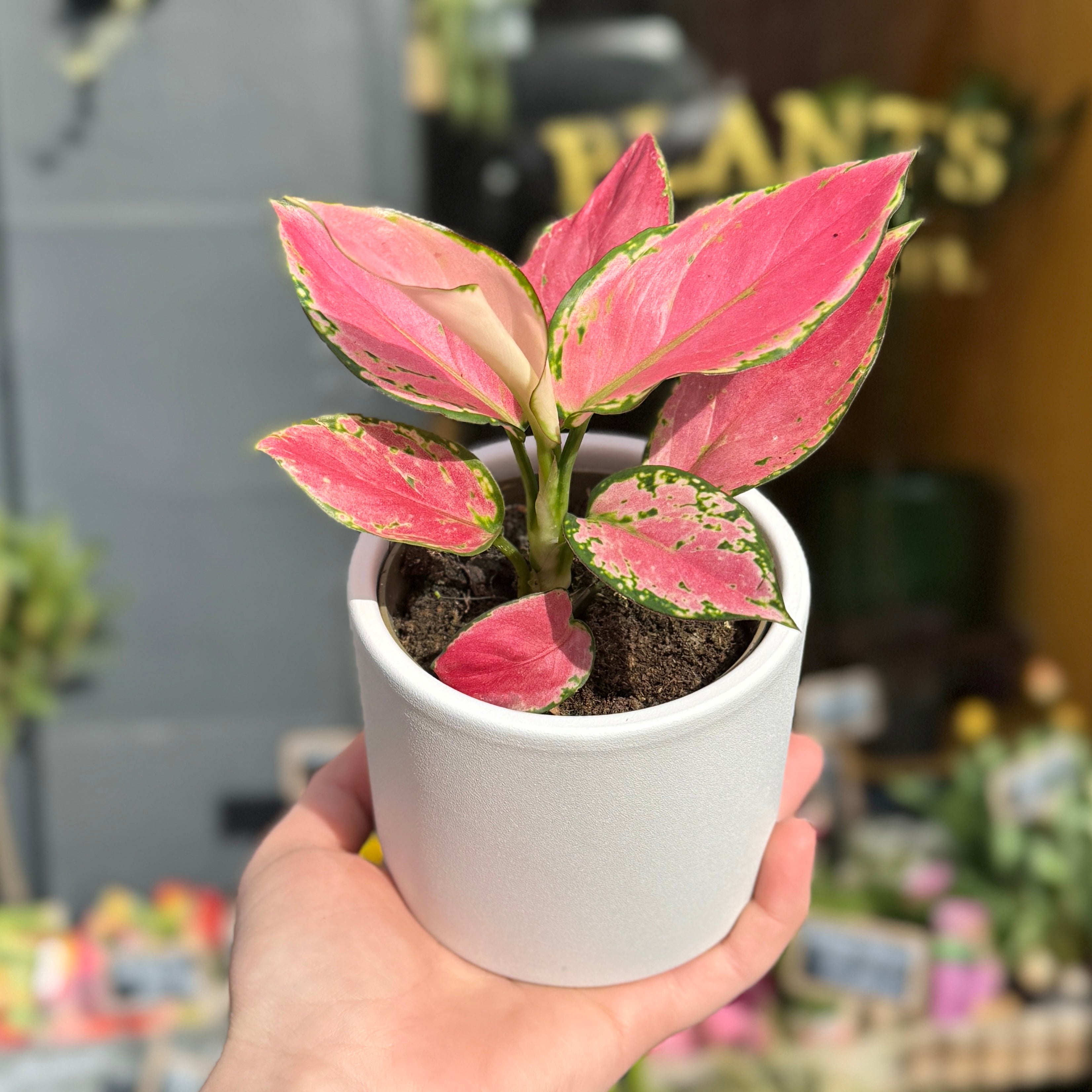 Aglaonema 'Pink'