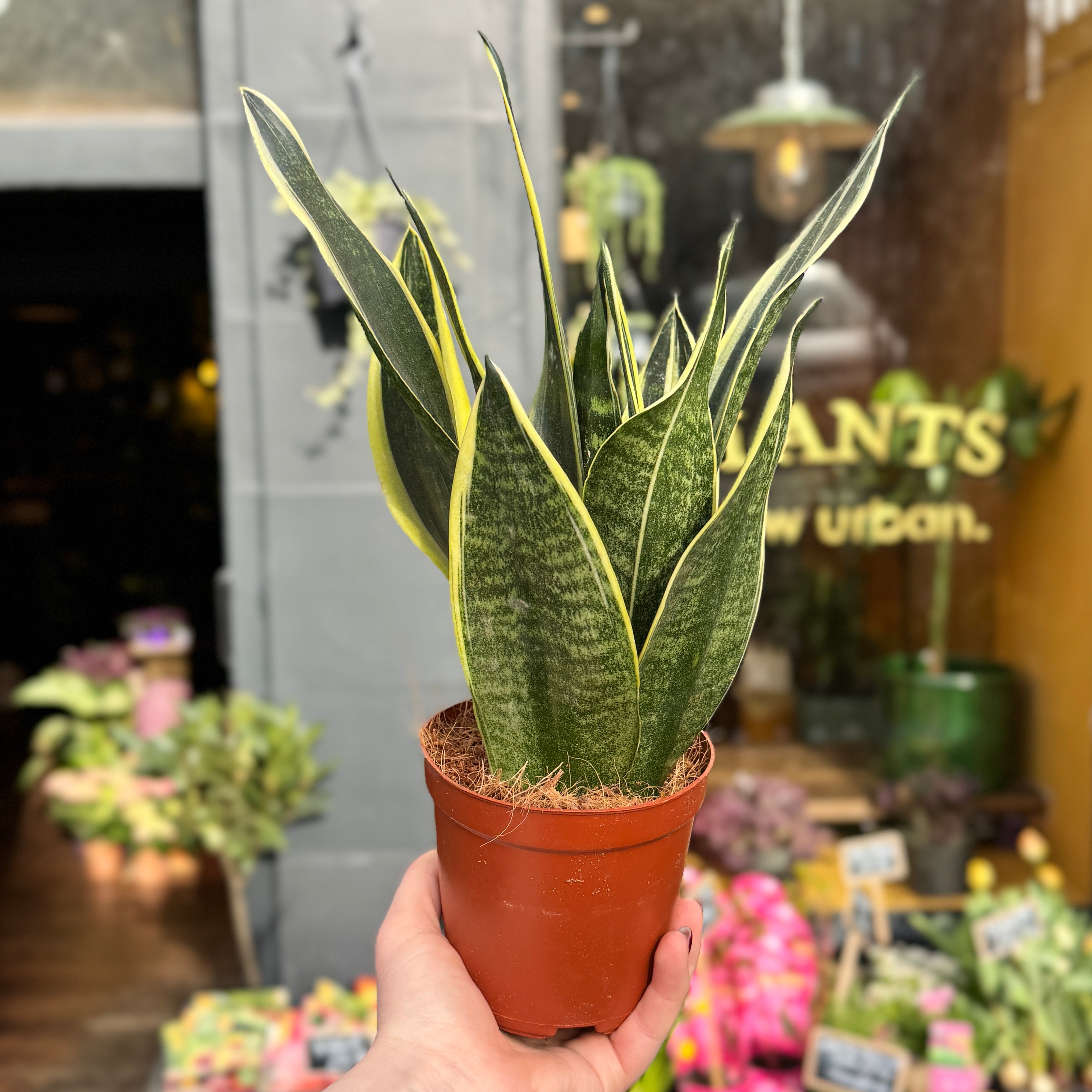 Sansevieria ‘Canary’