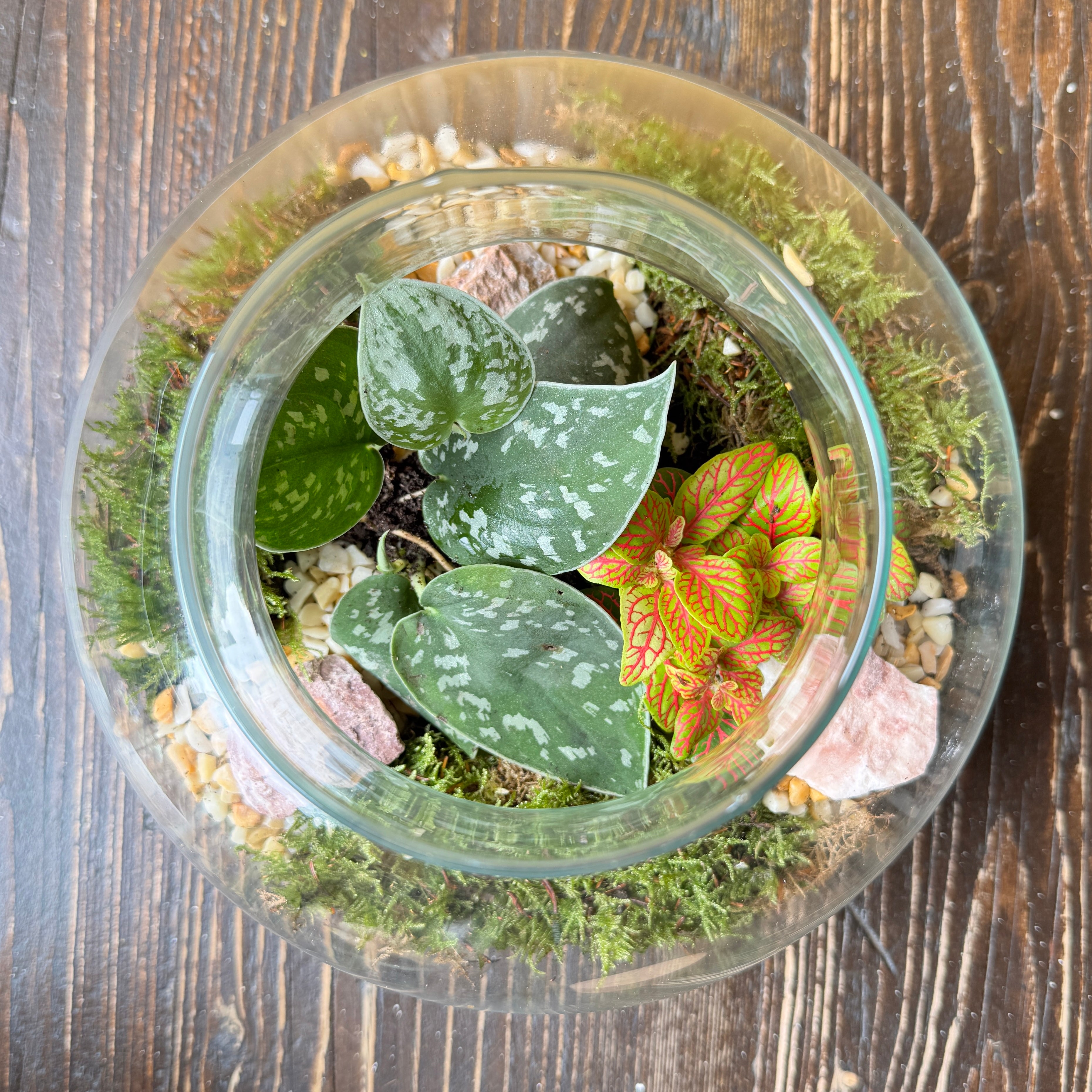 Oblate Globe Terrarium