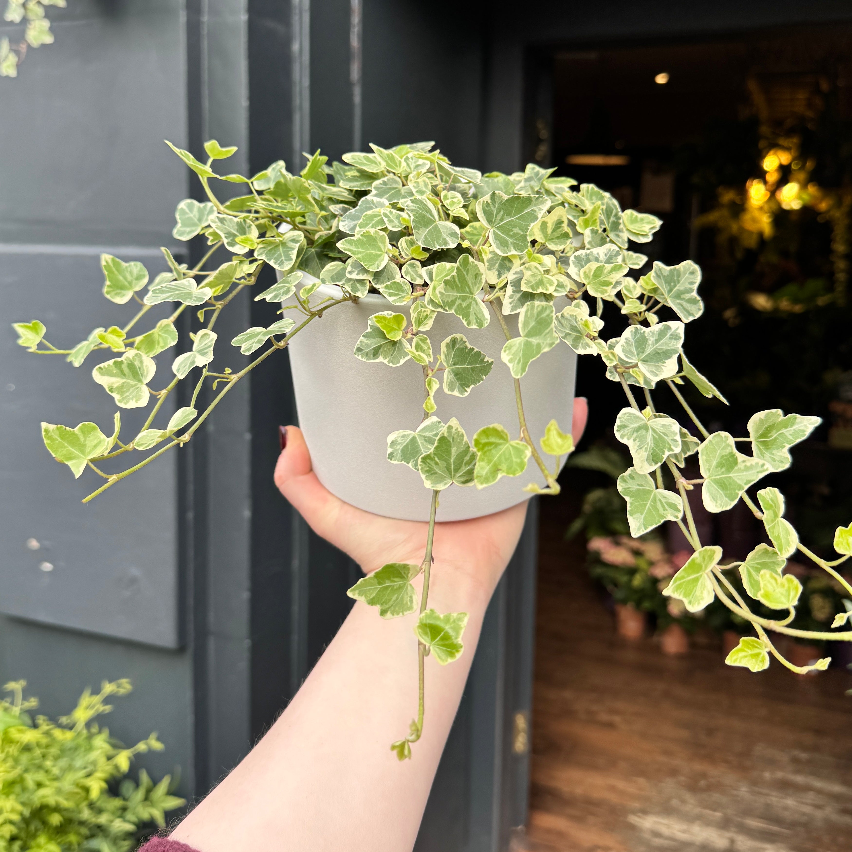 Hedera helix 'White Wonder'