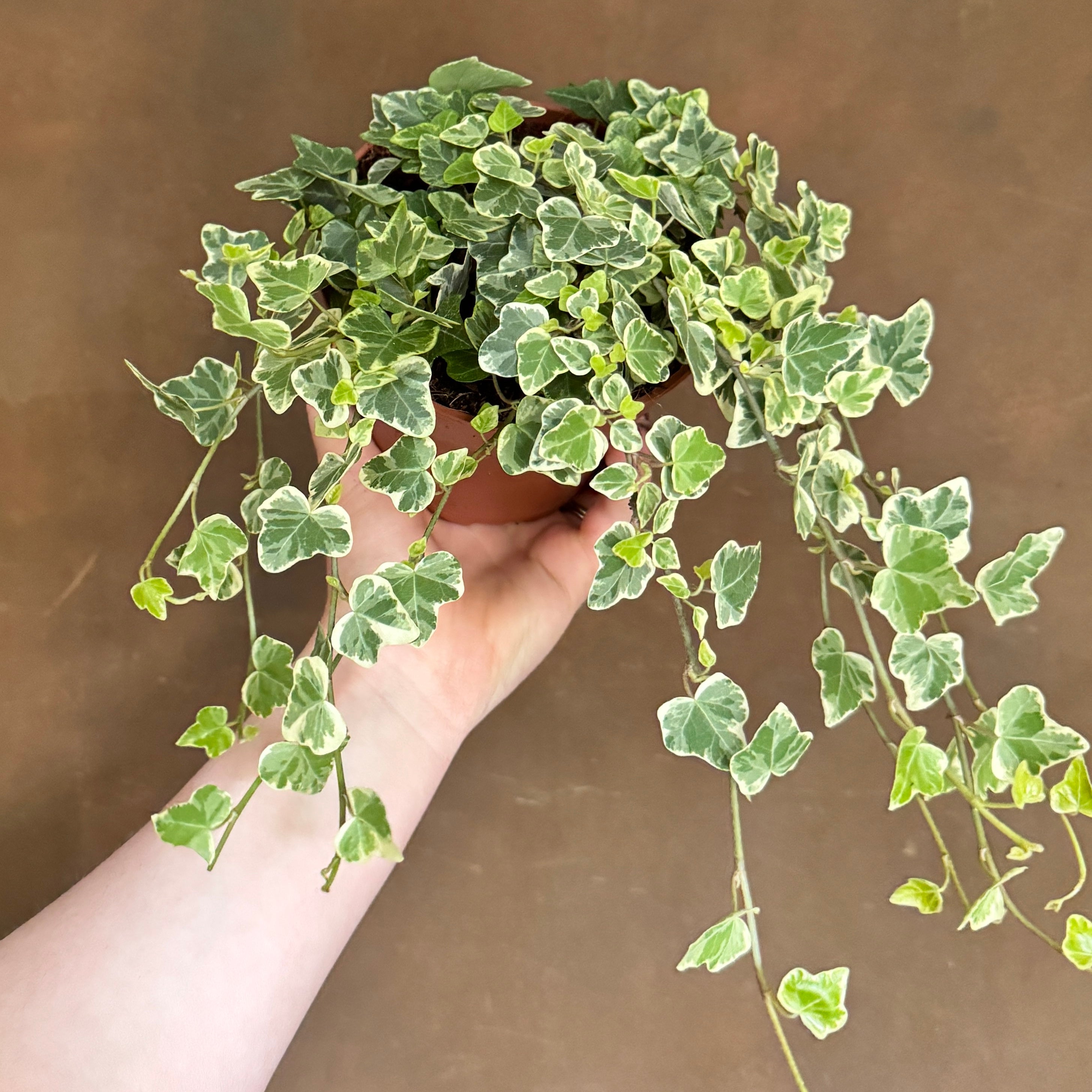 Hedera helix 'White Wonder'