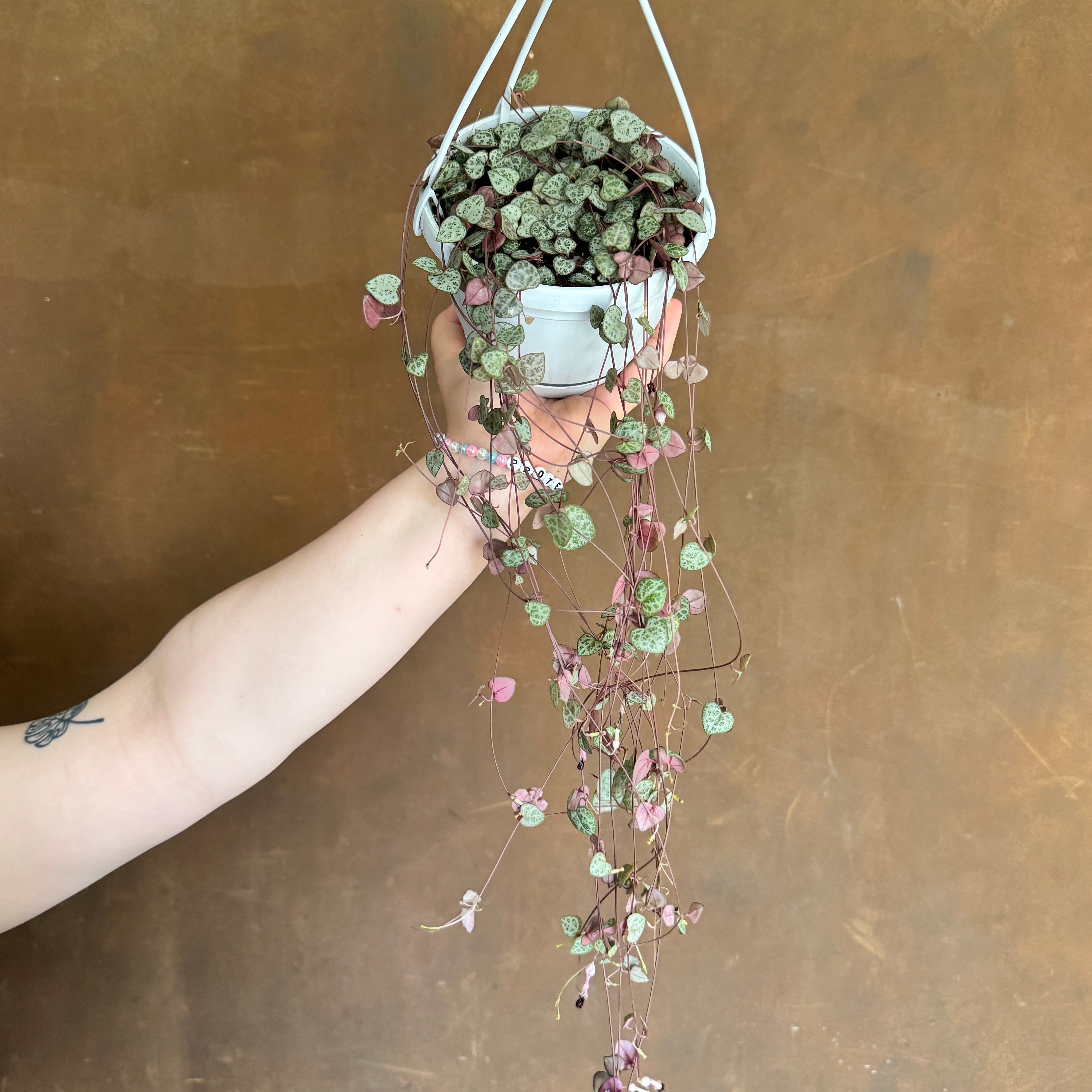 Ceropegia woodii (14cm hangpot)