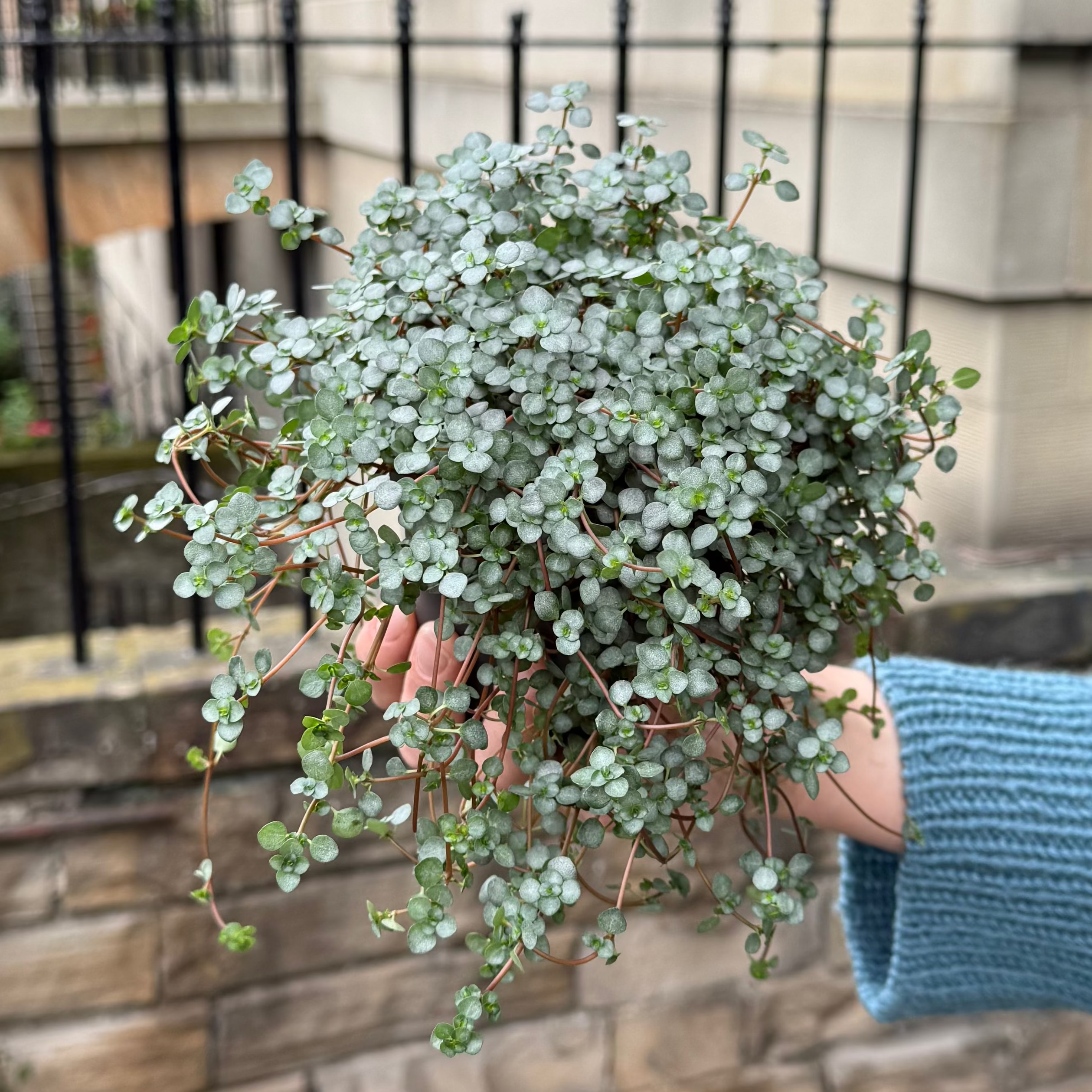 Pilea glauca ‘Greyzy’