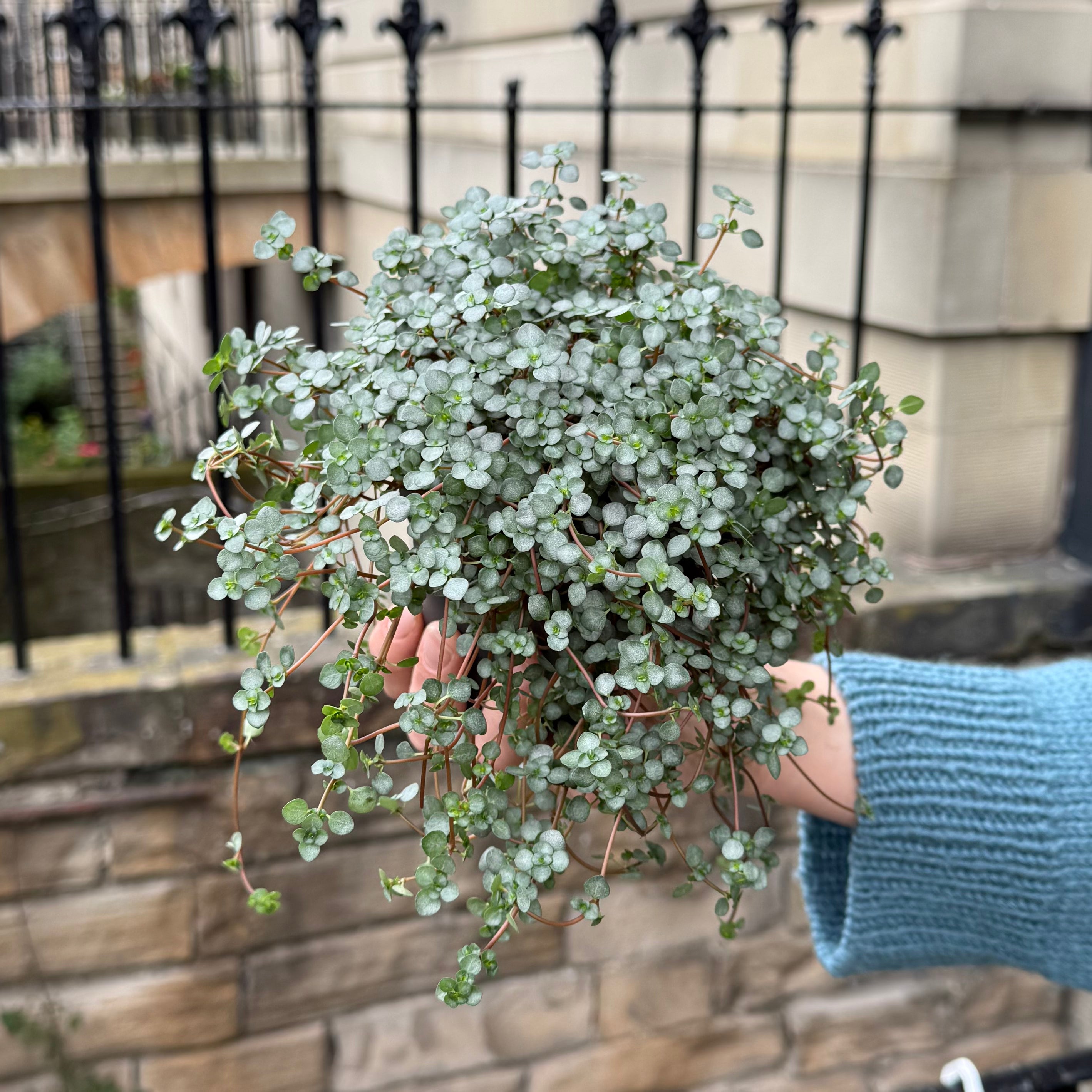 Pilea glauca ‘Greyzy’